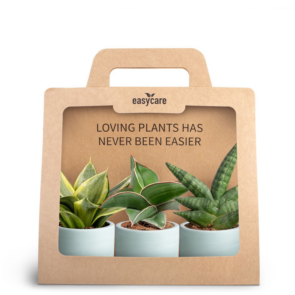 GREEN MIX 3690137 3-pack WB Blue, D 7