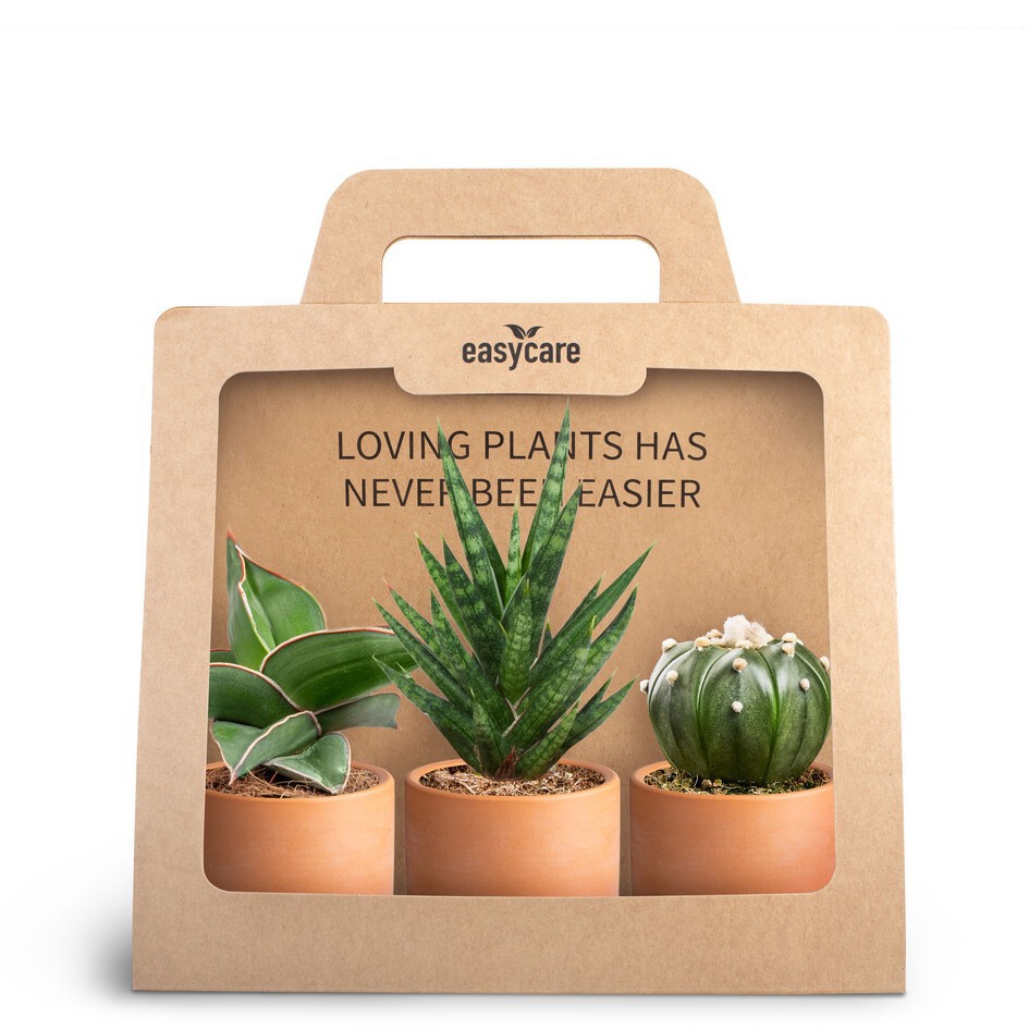 GREEN PLANTS MIX 30690131 3-Pack Raw Terracotta, D 7