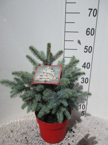 Picea pungens Super Blue 30-35 P21, D 21