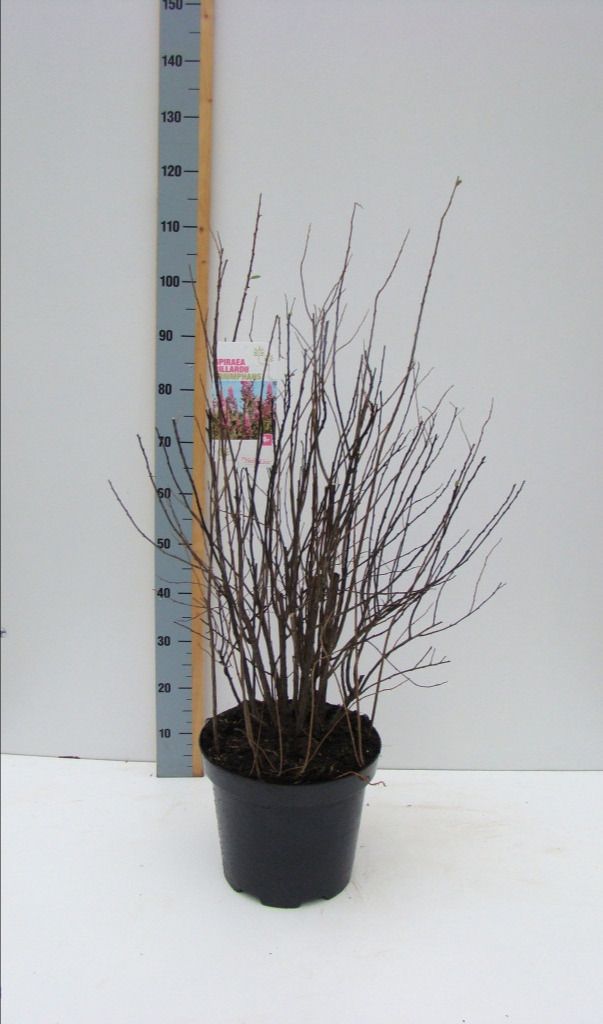 Spiraea billardii _'Triumphans' C 12, D 30