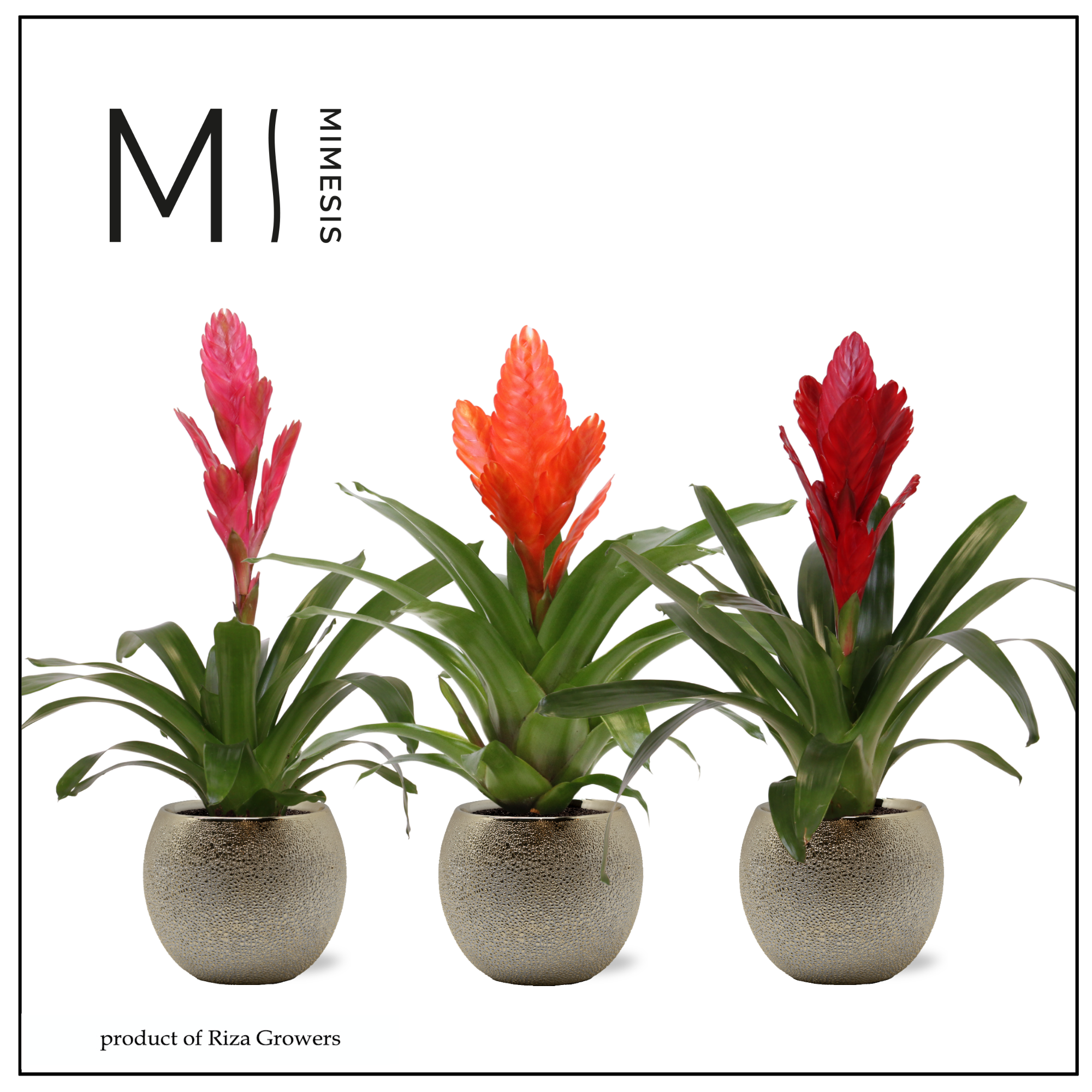 Vriesea Stylish - 12cm in Bolivia Bubble Gold | Mimesis, D 12