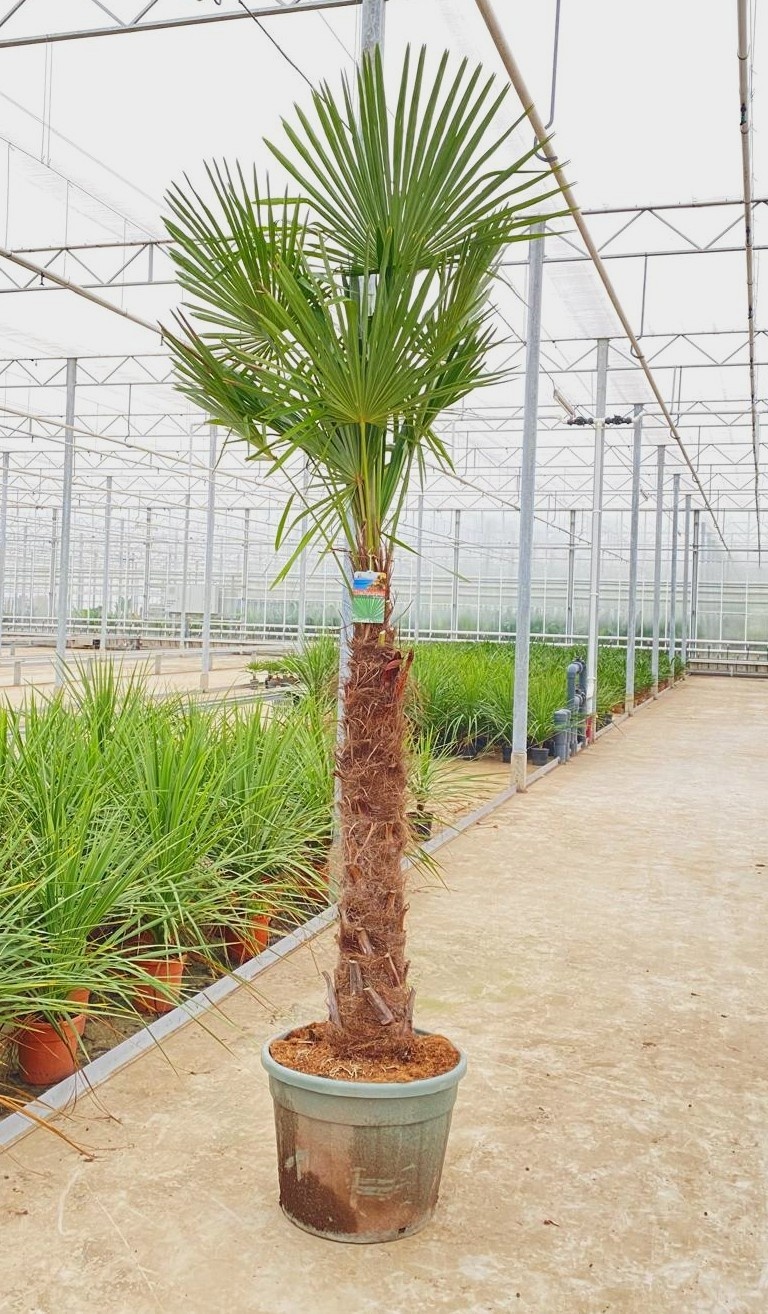 Trachycarpus fortunei, D 55