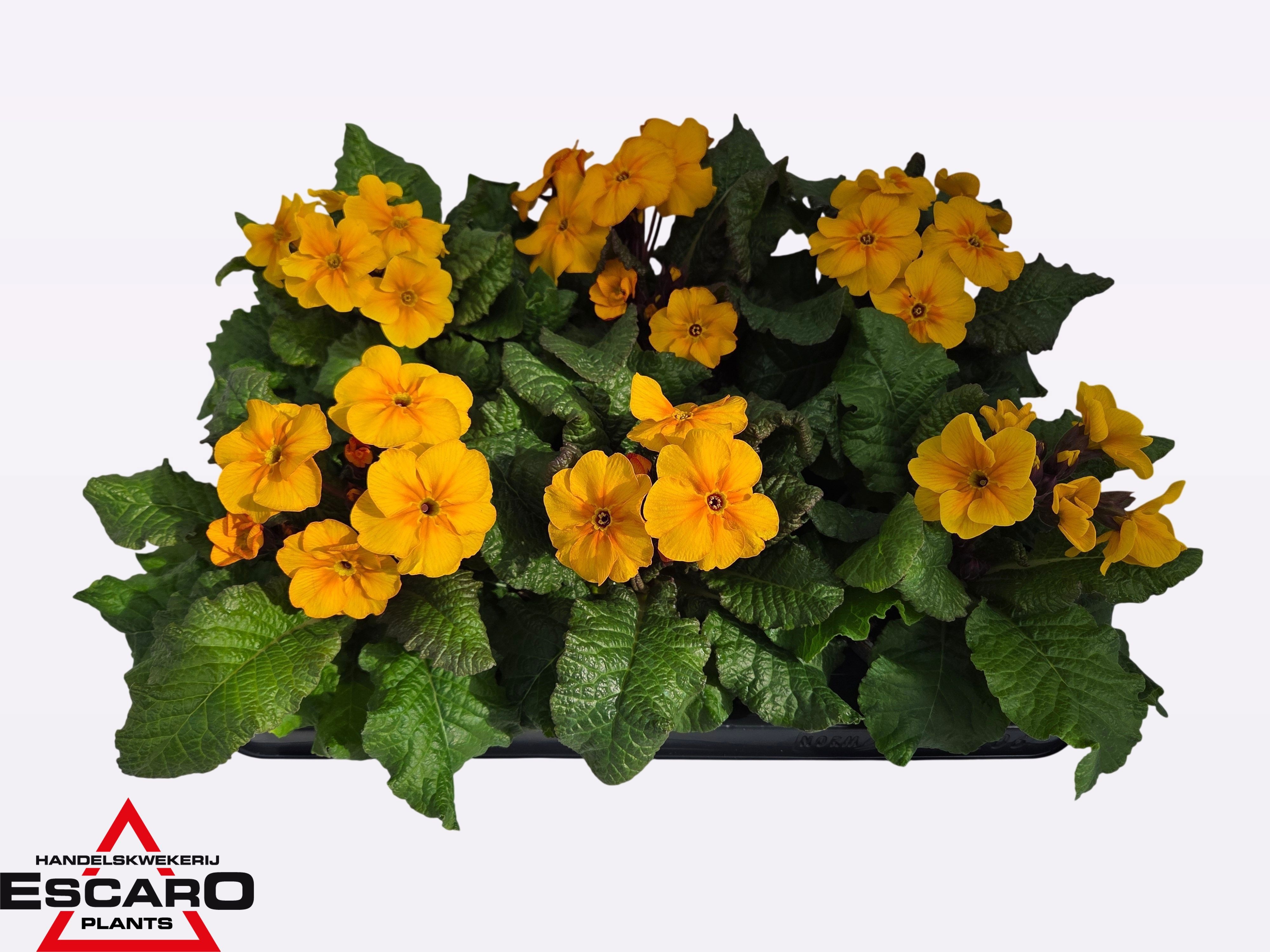 Primula elatior Stella gold P12, D 12