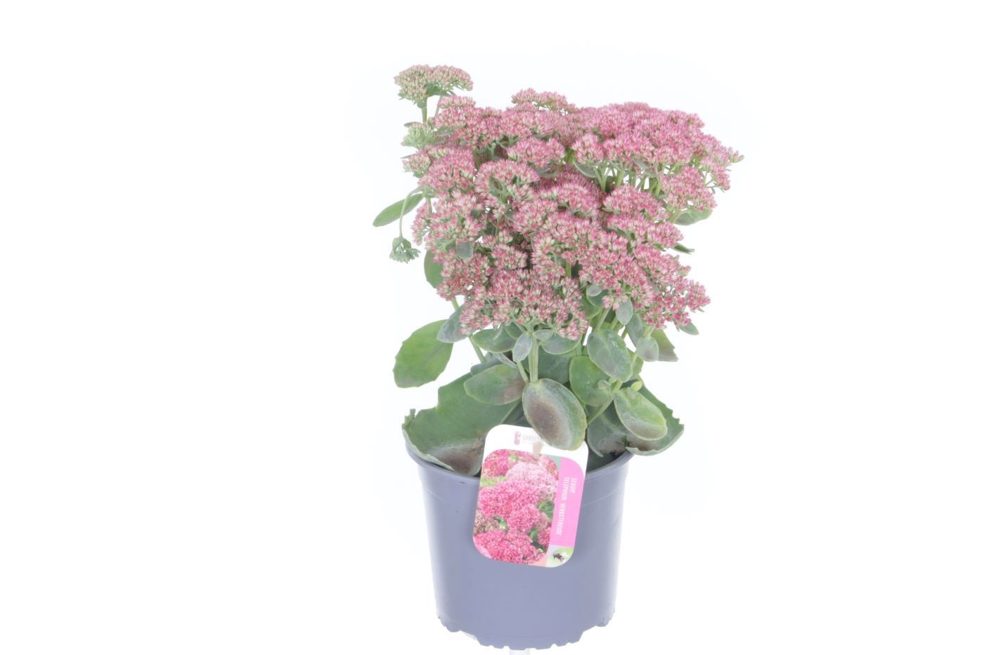 Sedum Herbstfreude, D 17