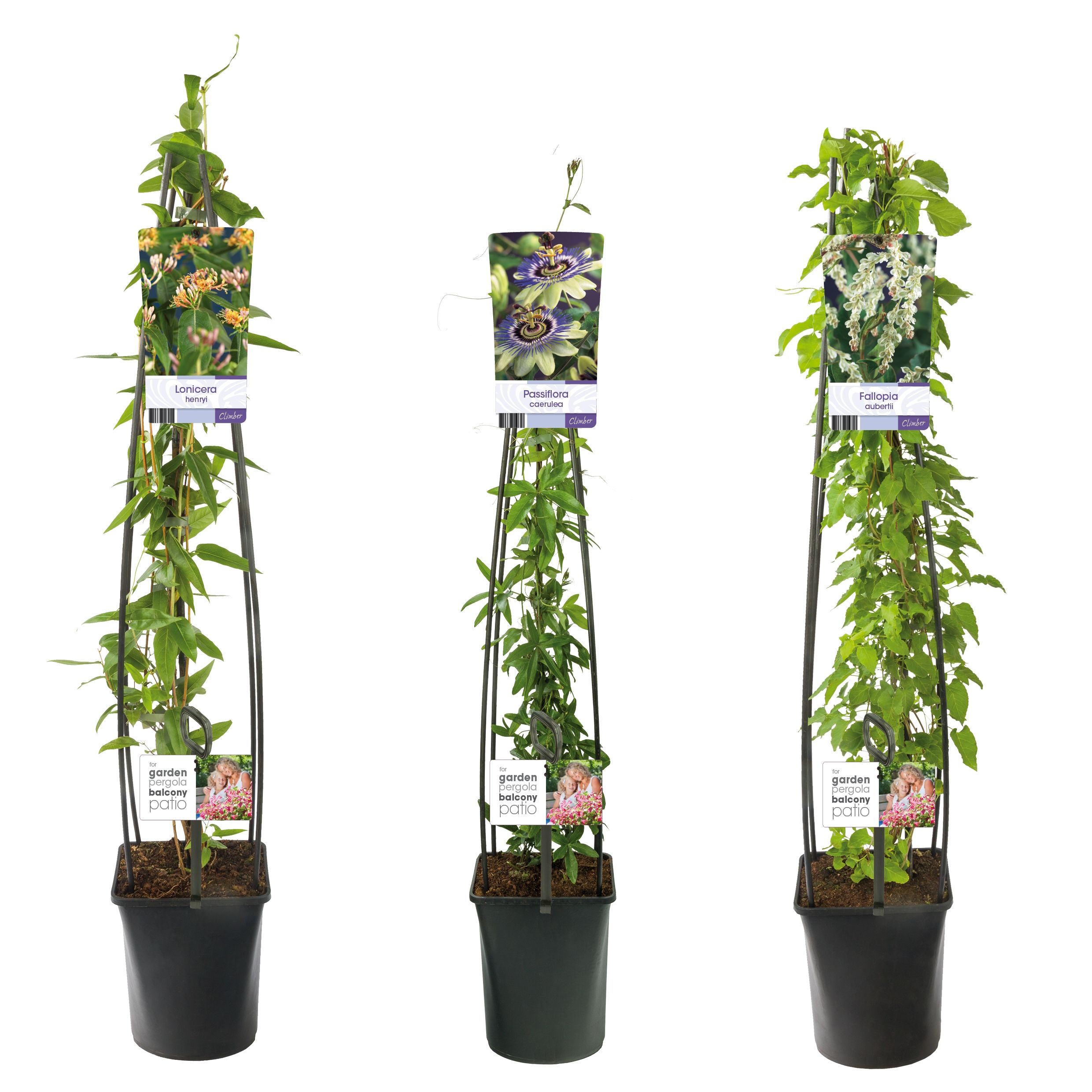 Mixtray Climbers without Clematis +light label, D 23
