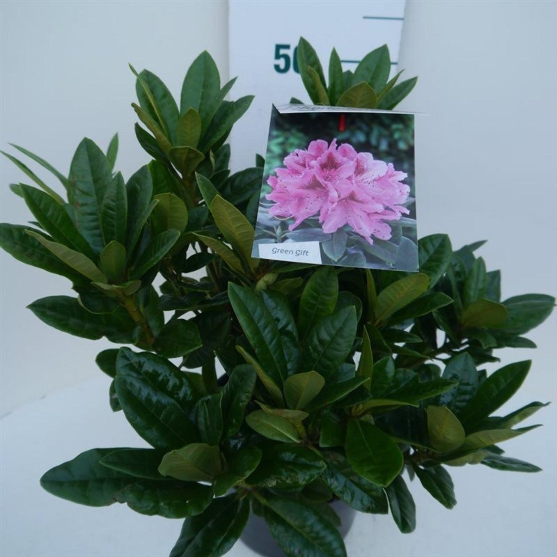 Rhododendron 'Cosmopolitan', D 23