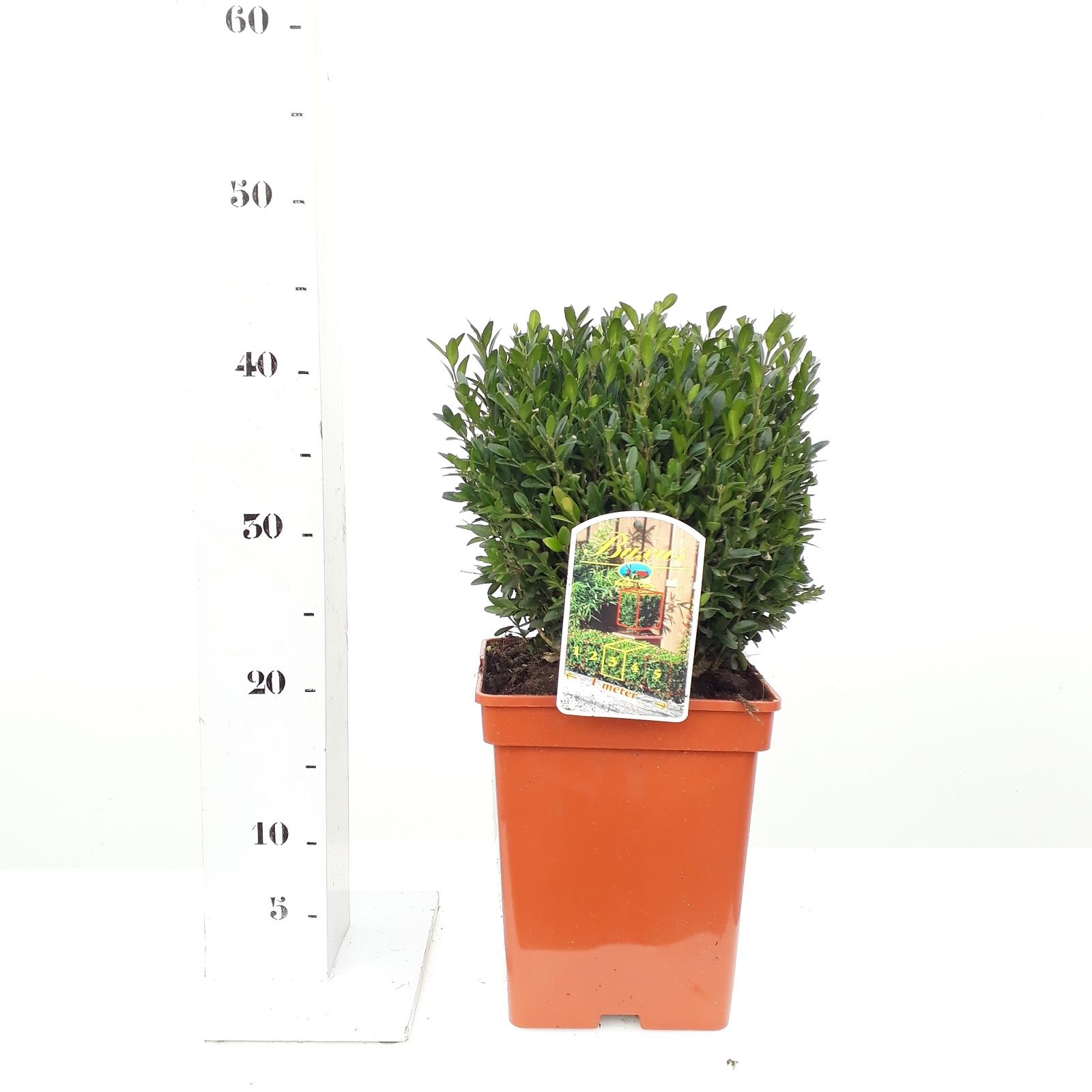 Buxus sempervirens 20cm kubus, D 19