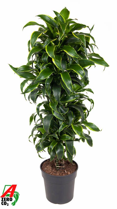 Dracaena Dorado vertakt P31, D 31