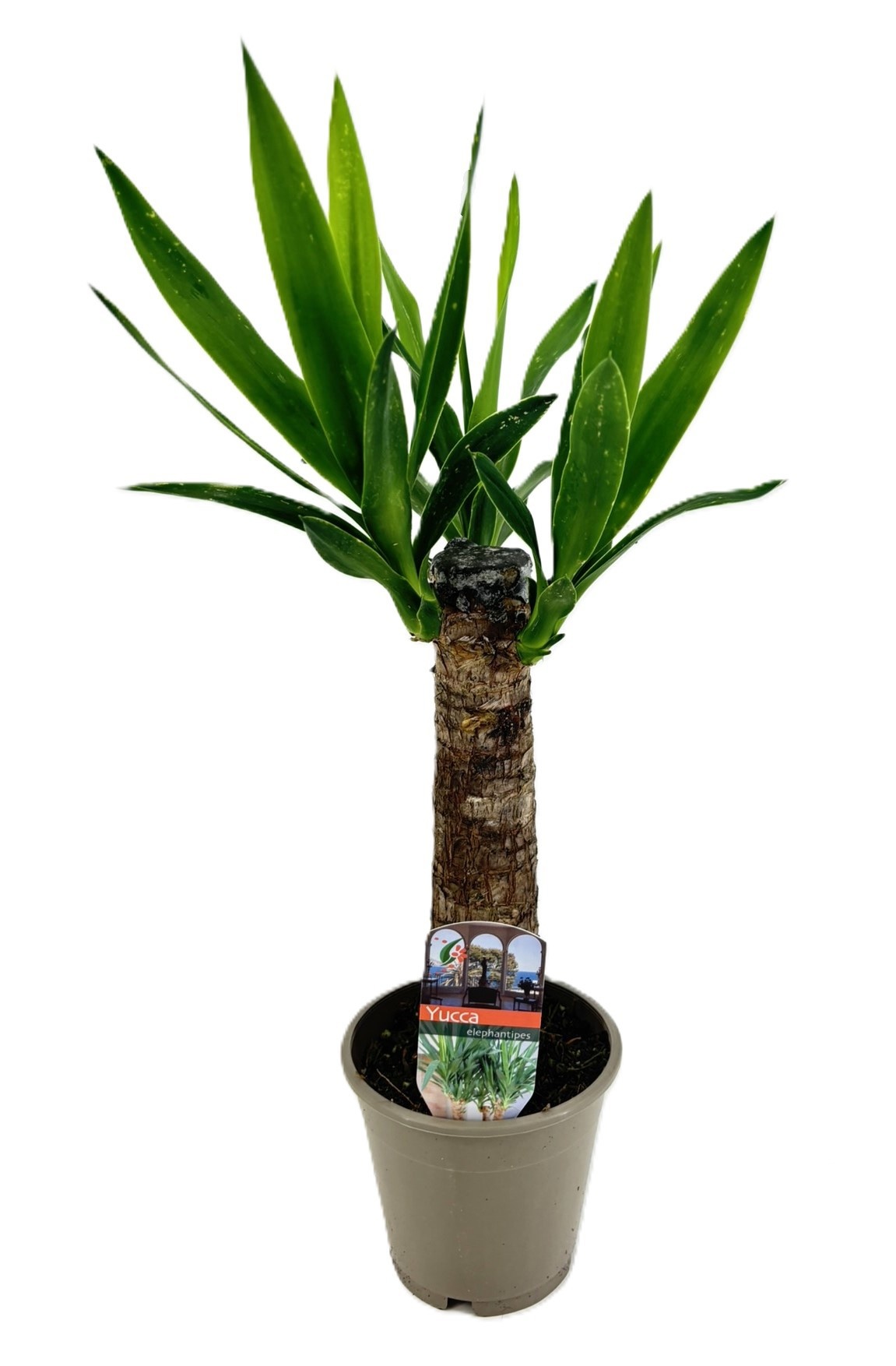 Yucca elephantipes 25cm, D 12