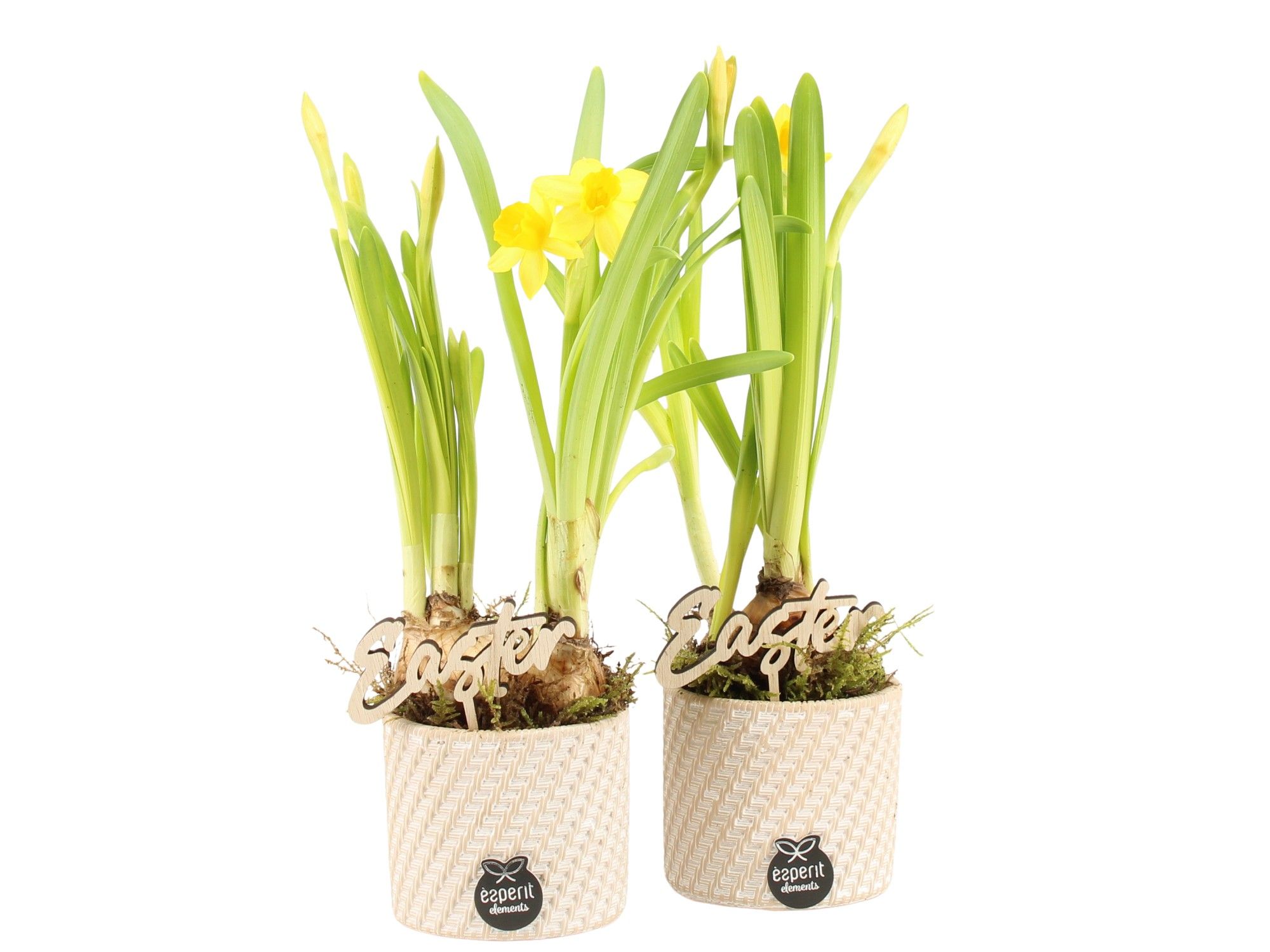 70793: Easter arrangement, D 7