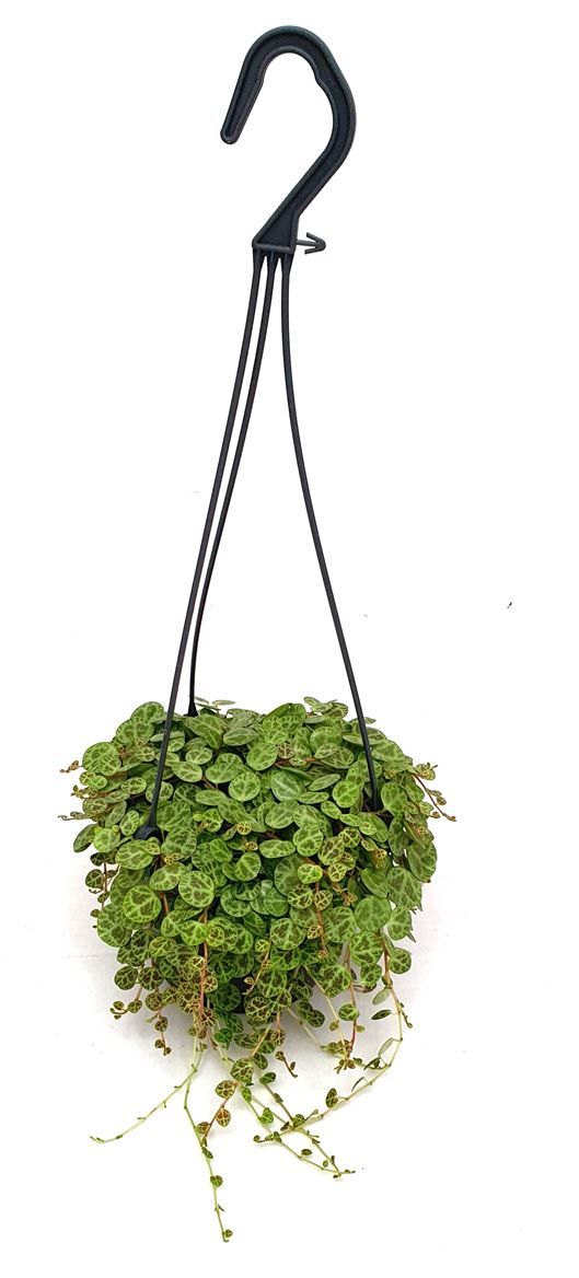 Peperomia 'String of Turtle', D 14