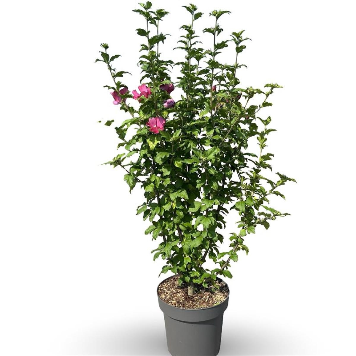 Hibiscus syr. 'Woodbridge', D 19