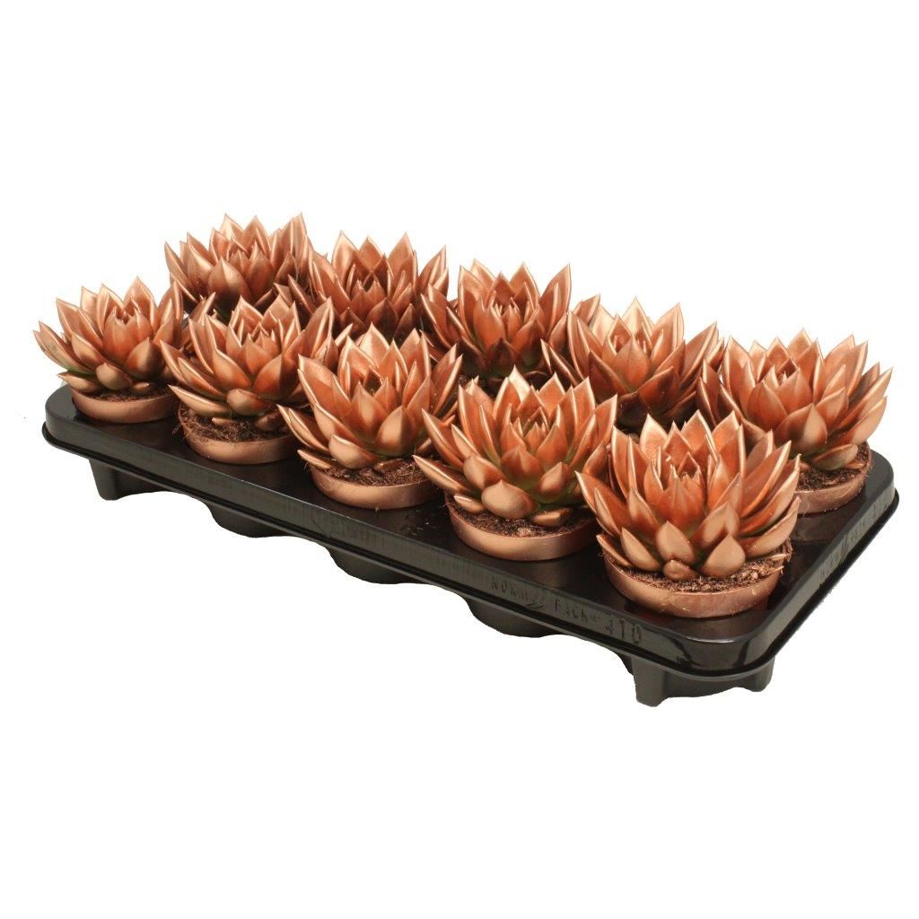 Miranda coloured bronze, D 10,5