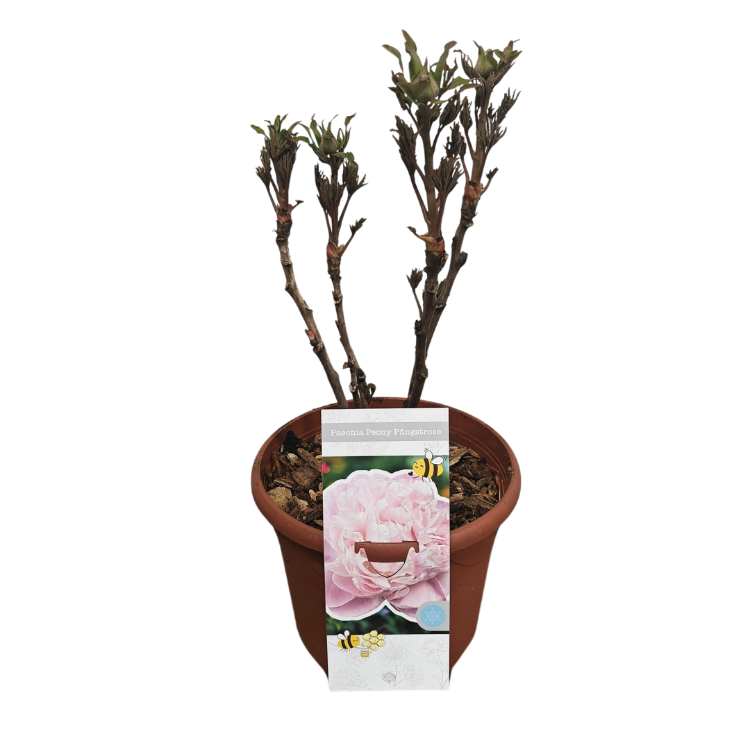 Paeonia Woody suffruticosa white, D 26