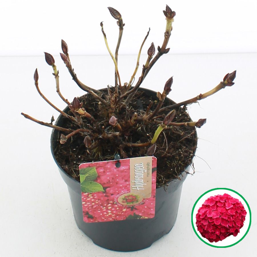 Hydrangea macr. Rood C2 (17cm.), D 17