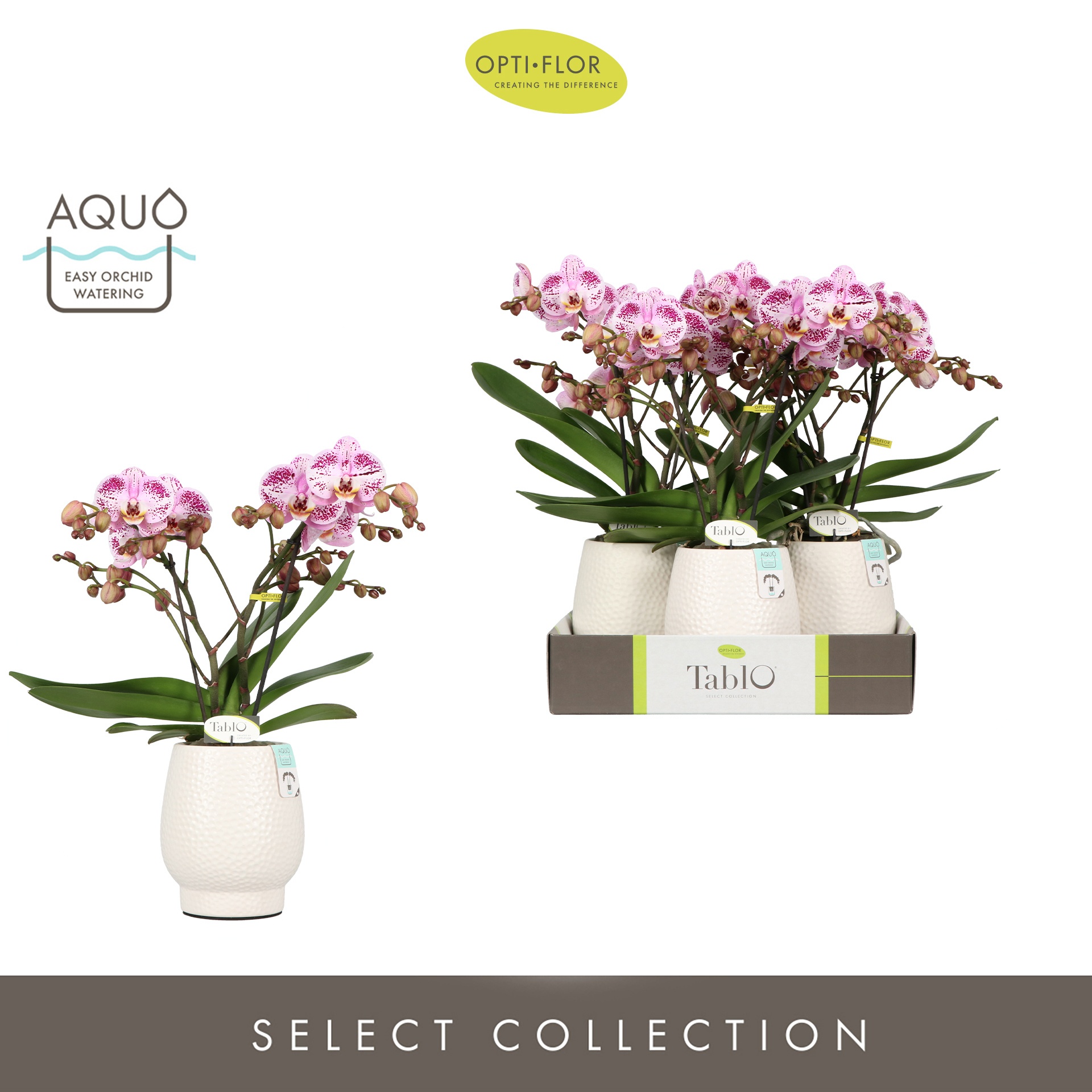 Tablo Bellini 2 spike in Abruzzo White Aquo, D 12 cm