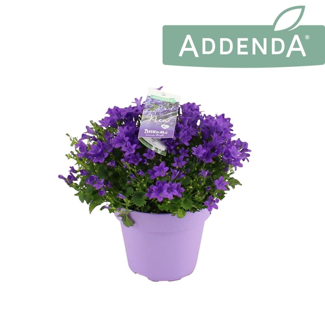 Campanula Intense Purple Ton sur Ton 14 cm, D 14
