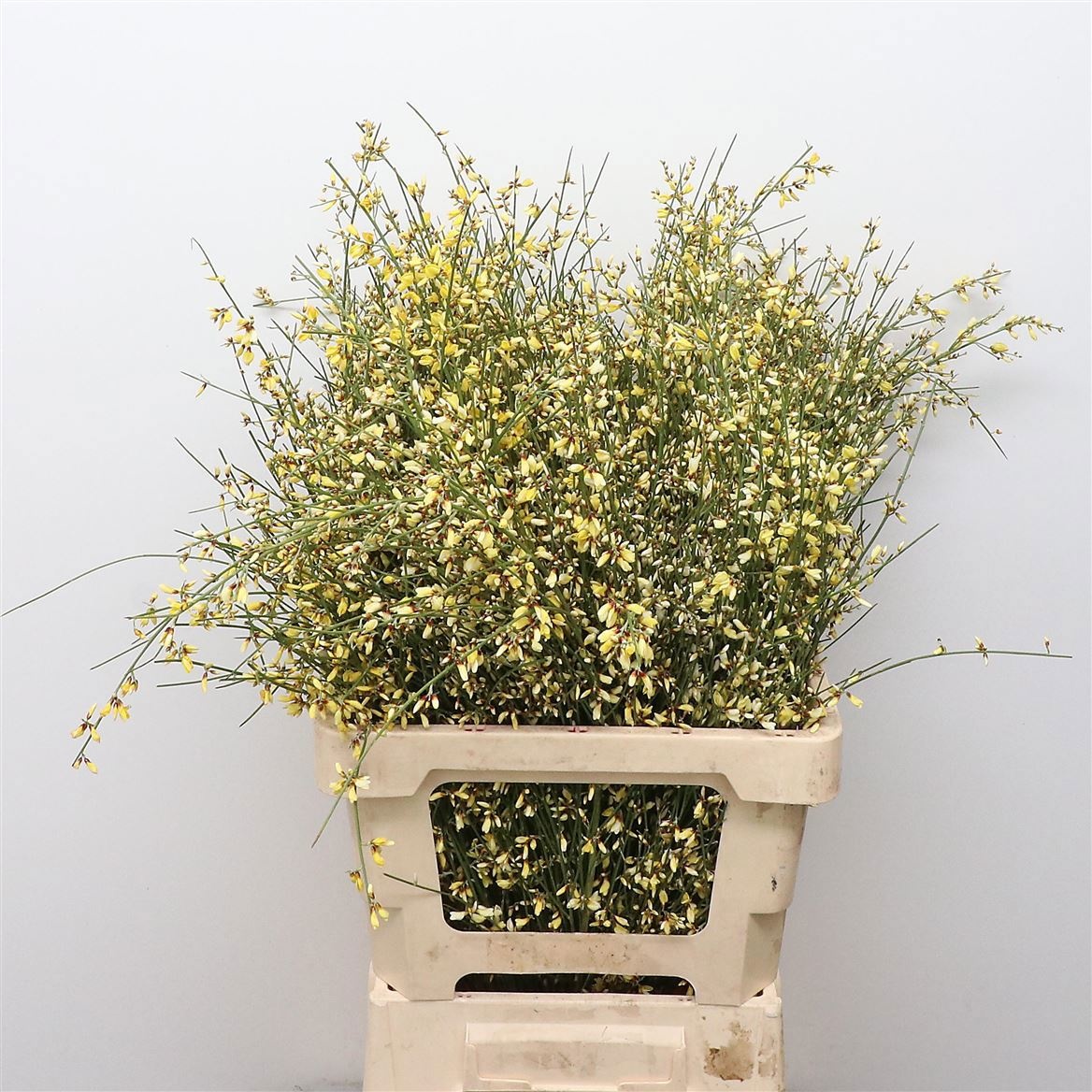 Гениста Овериг Желтая за пучок 60, пуч.