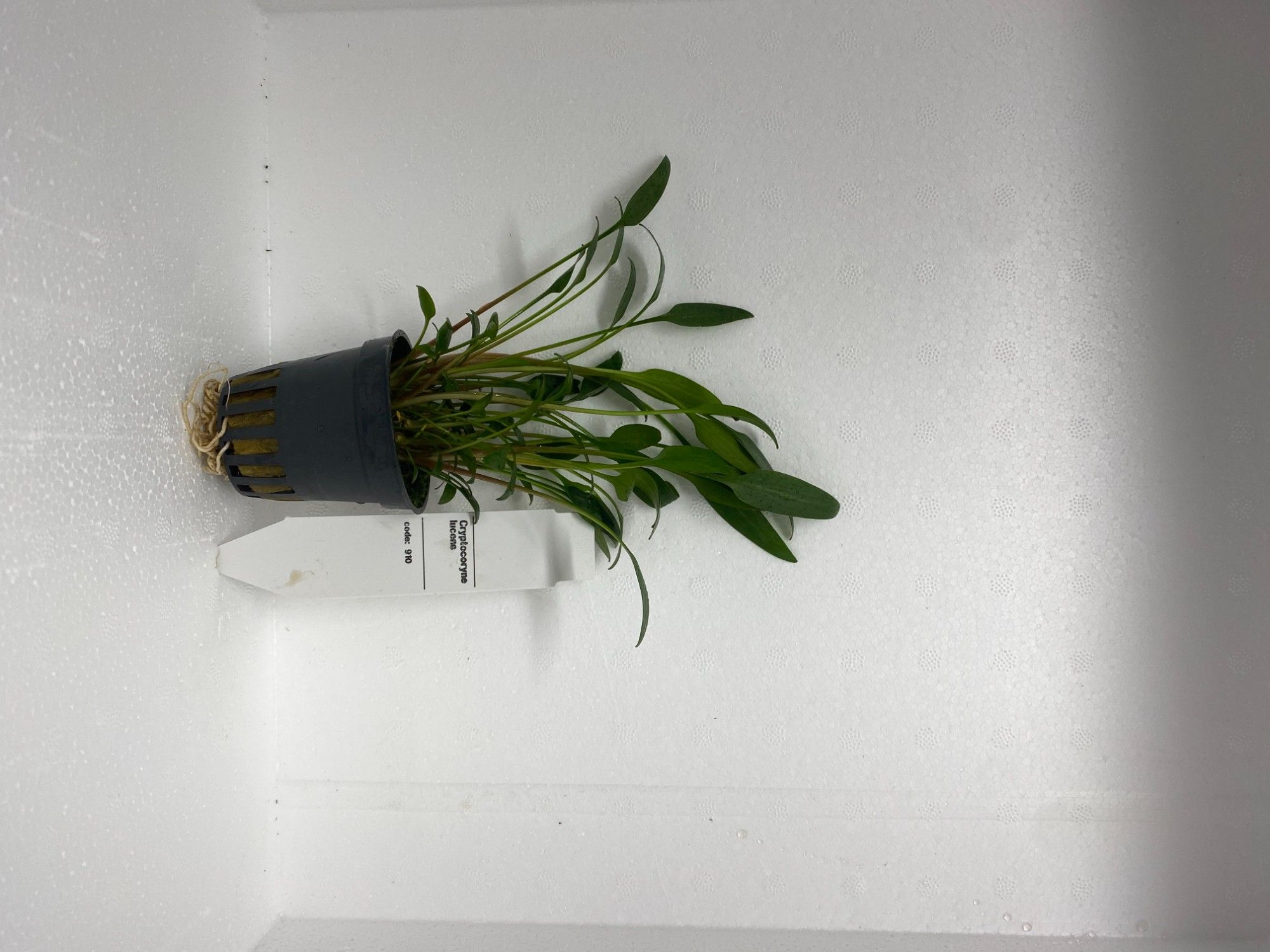 Cryptocoryne Lucens, D 5