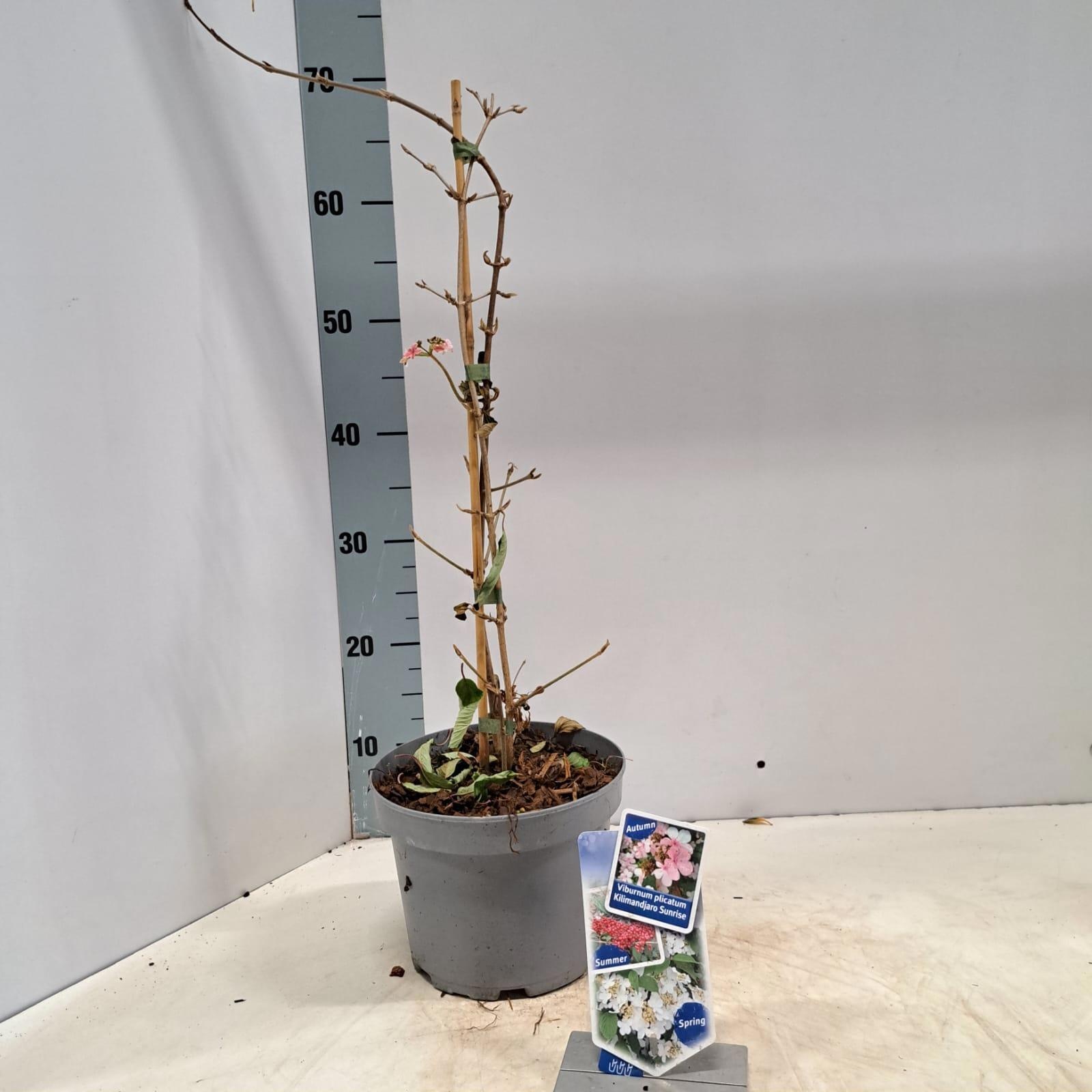 Viburnum plic. Kilimandjaro Sunrise® ('JWW-5'PBR), D 19