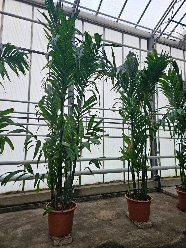 Areca triandra, D 60
