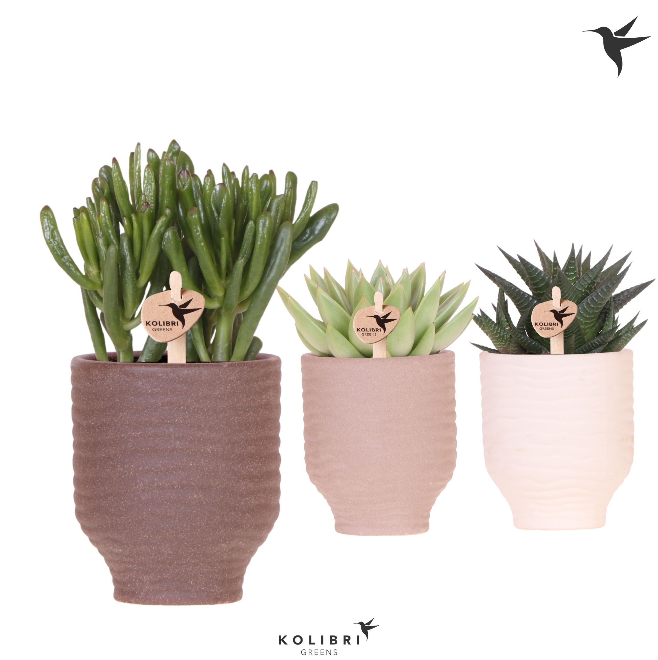 Kolibri Greens Succulenten mix in Beach pot mix, D 9