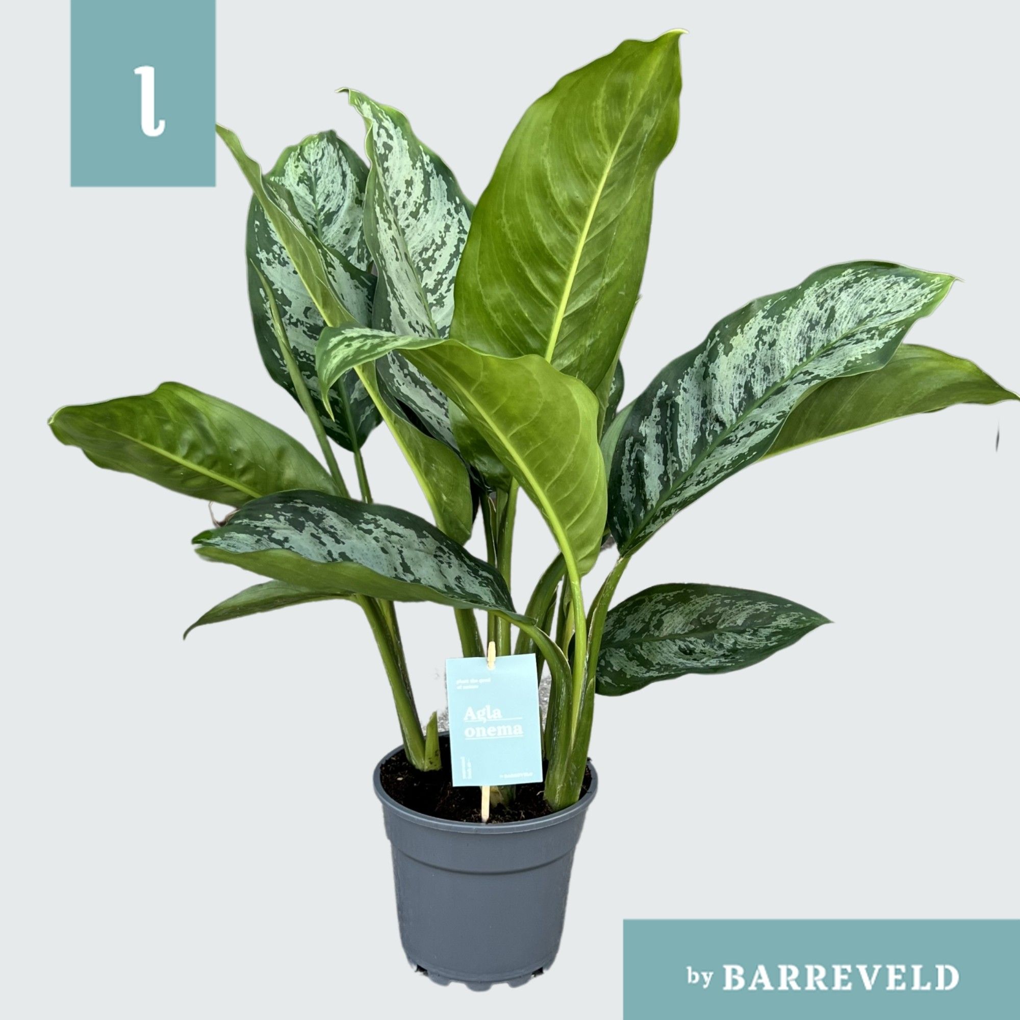 Green Agla ‘Chantal’ (Aglaonema), D 17