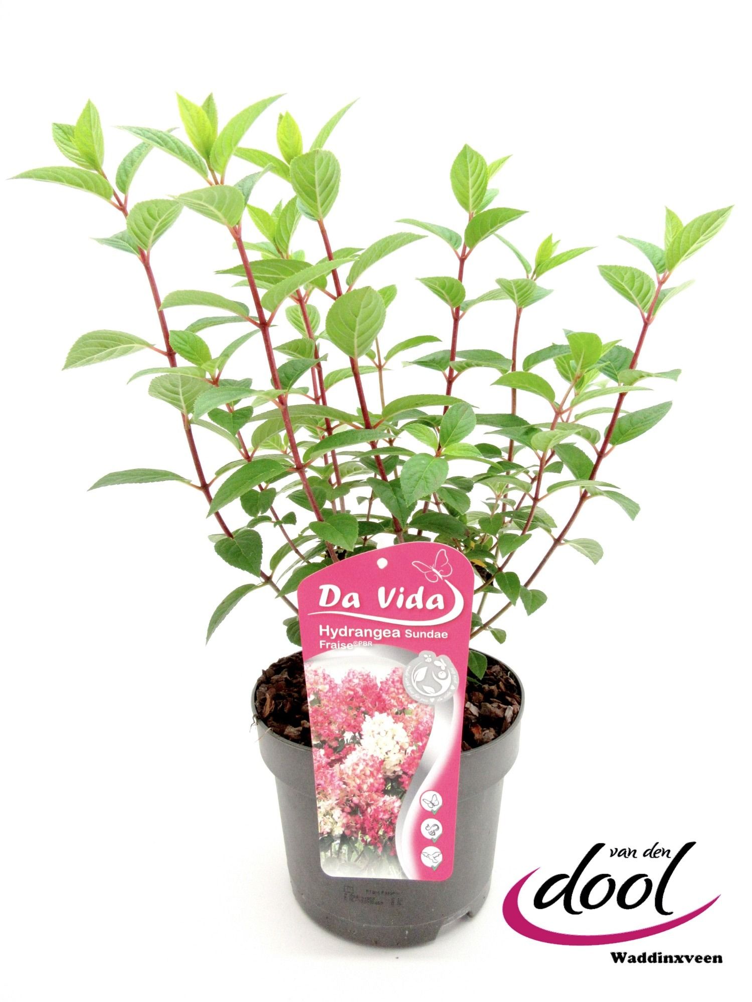 Hydrangea pan. Sundae Fraise, D 19