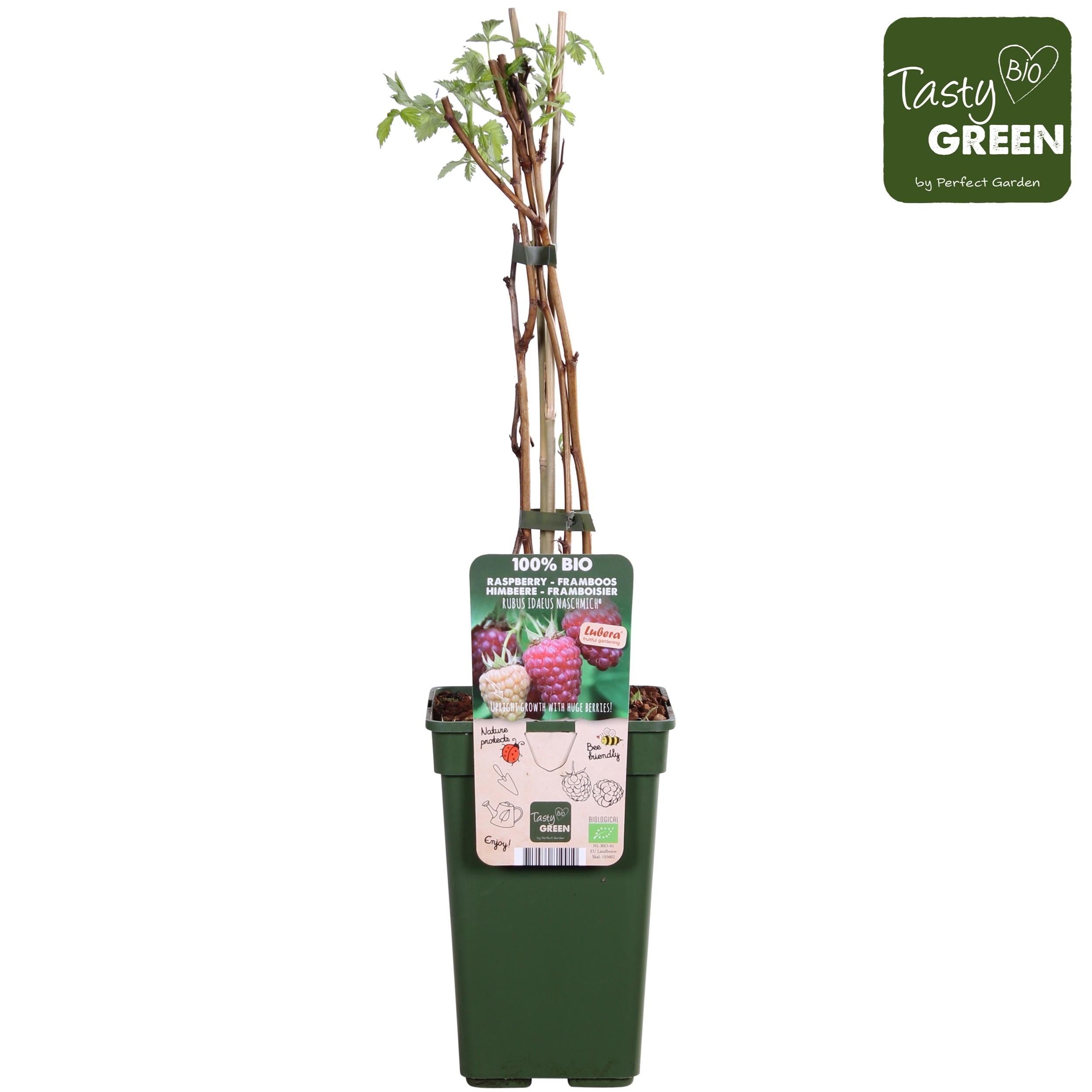 Rubus idaeus Naschmich® Bio P19, D 19