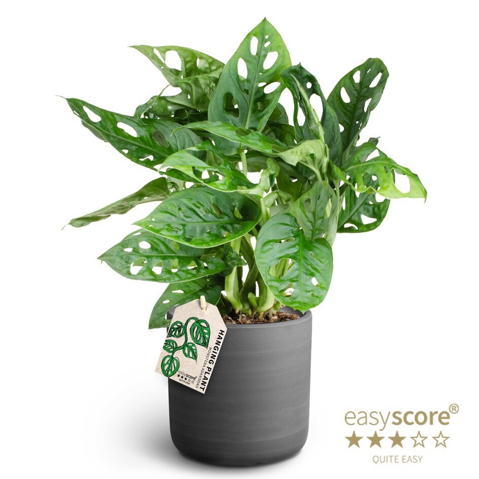 Raw Black, Monstera adansonii, D 12