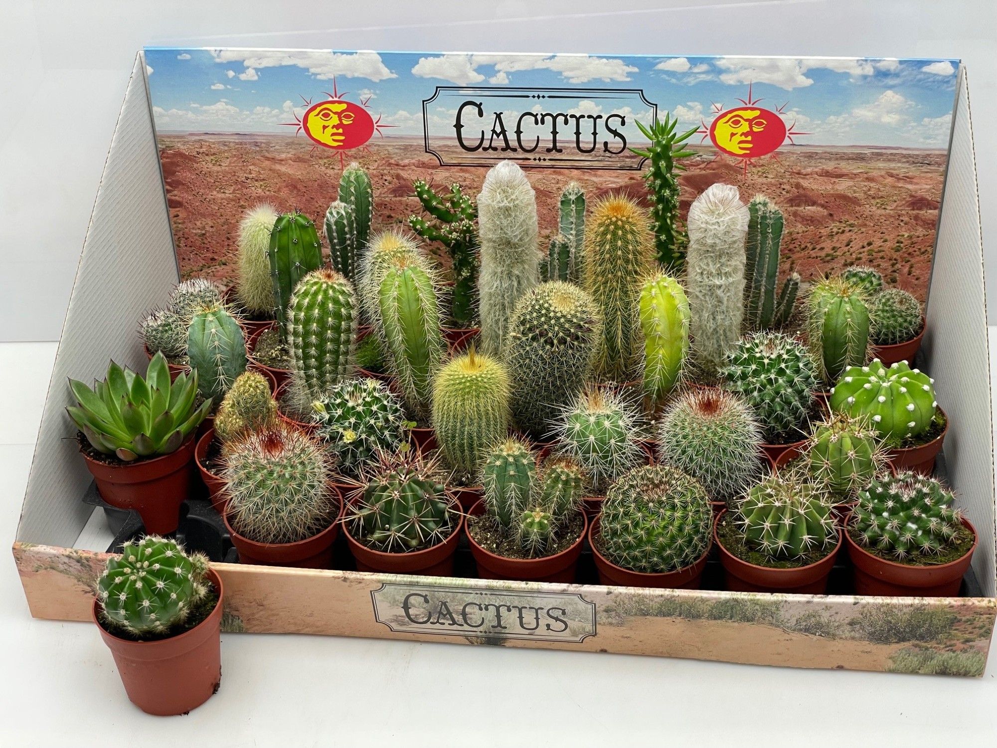 98D cactus mix showdoos 6,5 cm, D 6,5