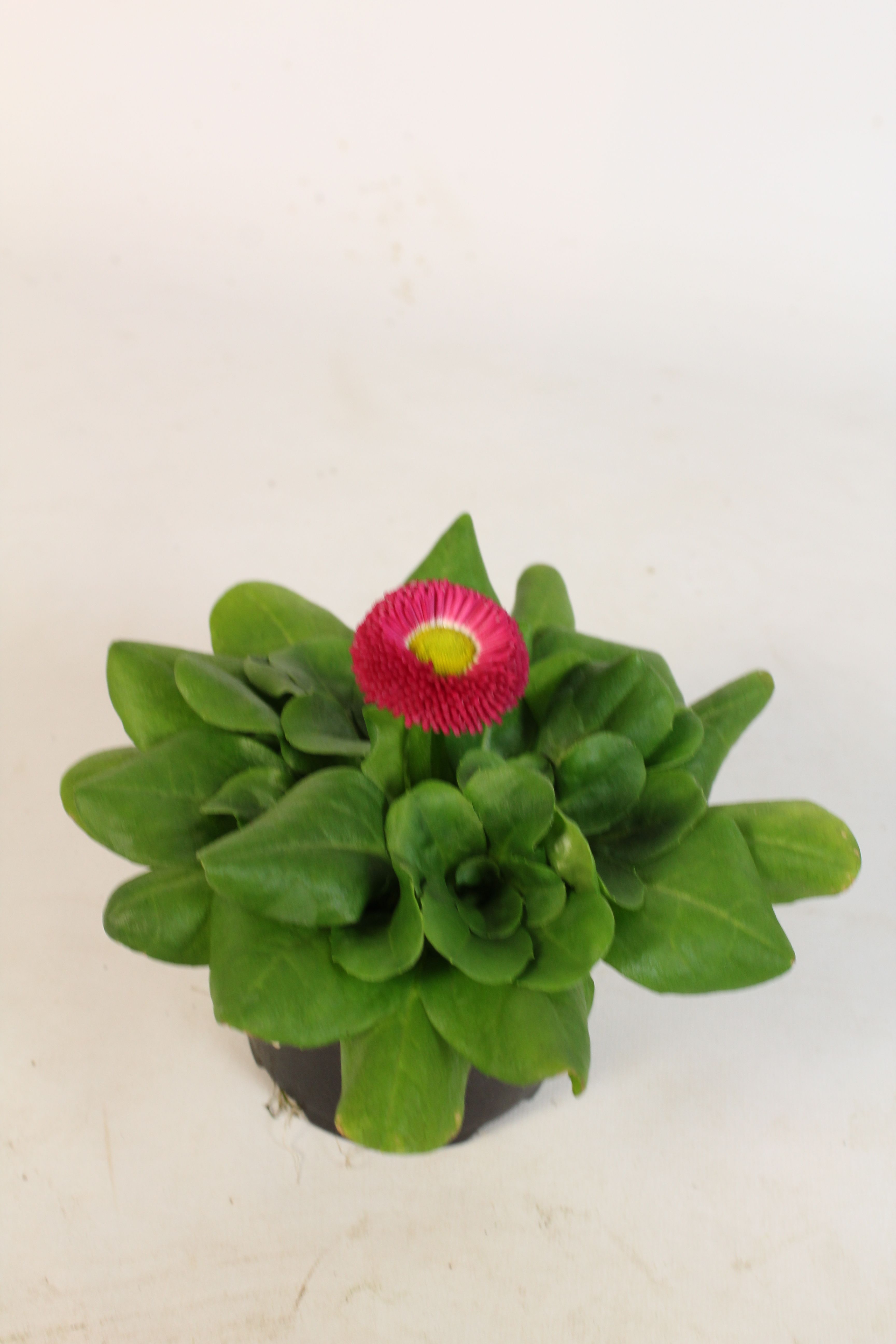 Bellis perennis roze, D 9