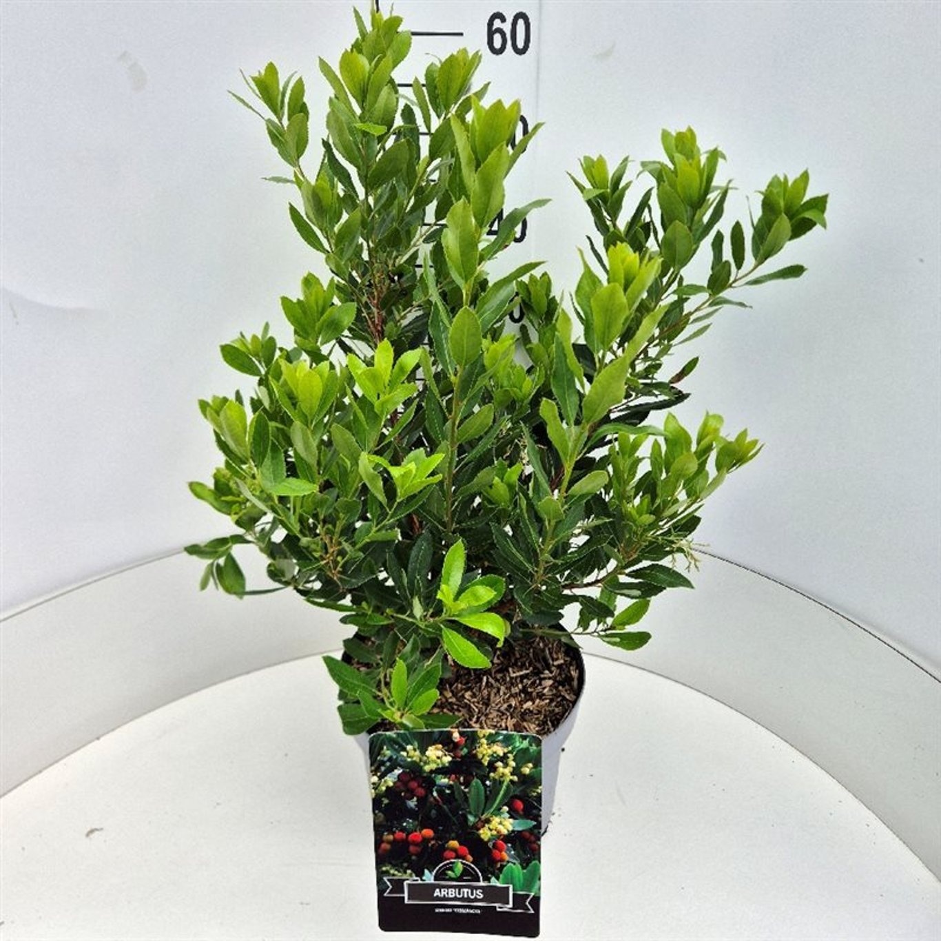 Arbutus unedo 'Compacta', D 28 cm