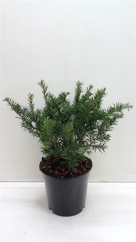 Taxus bacc. 'Repandens', D 19