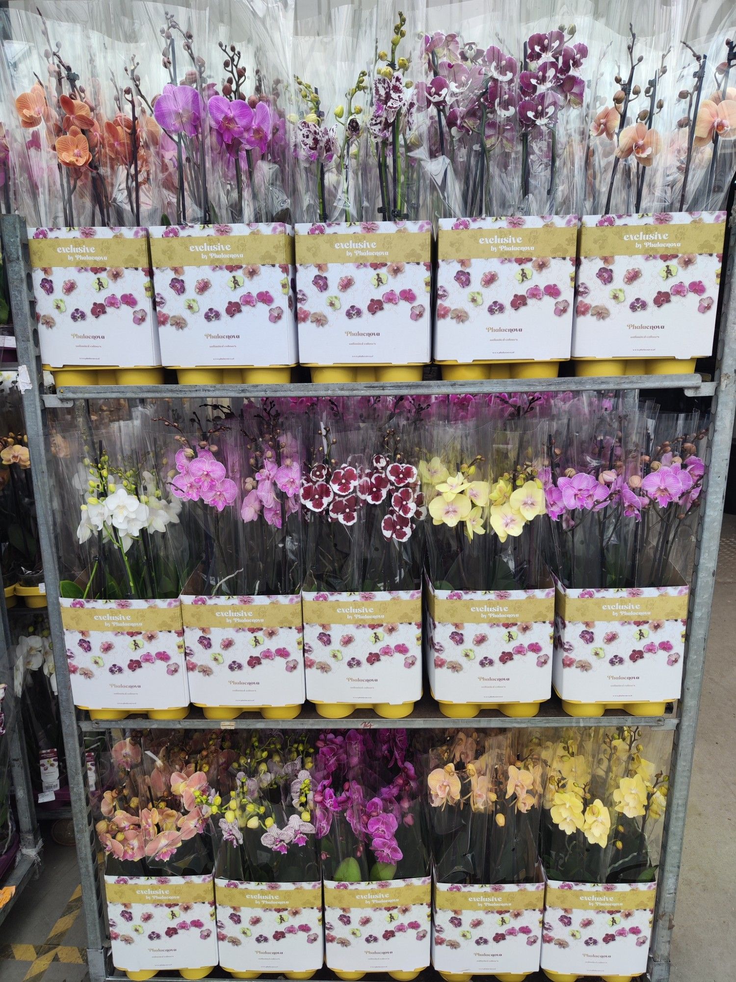 Op kleur 15 kleuren BIGLIP 60CM, D 12