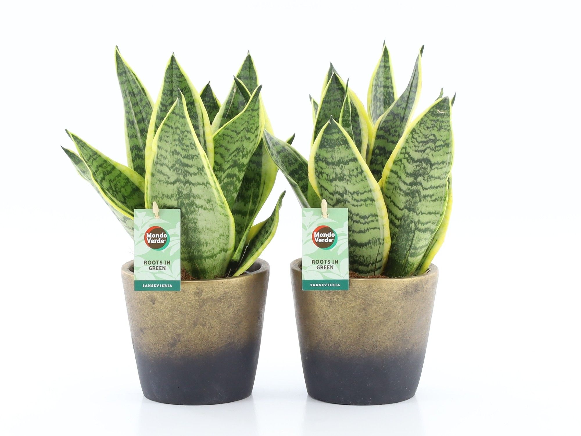 Sansevieria 'Futura Superba' in Lunar keramiek, D 13