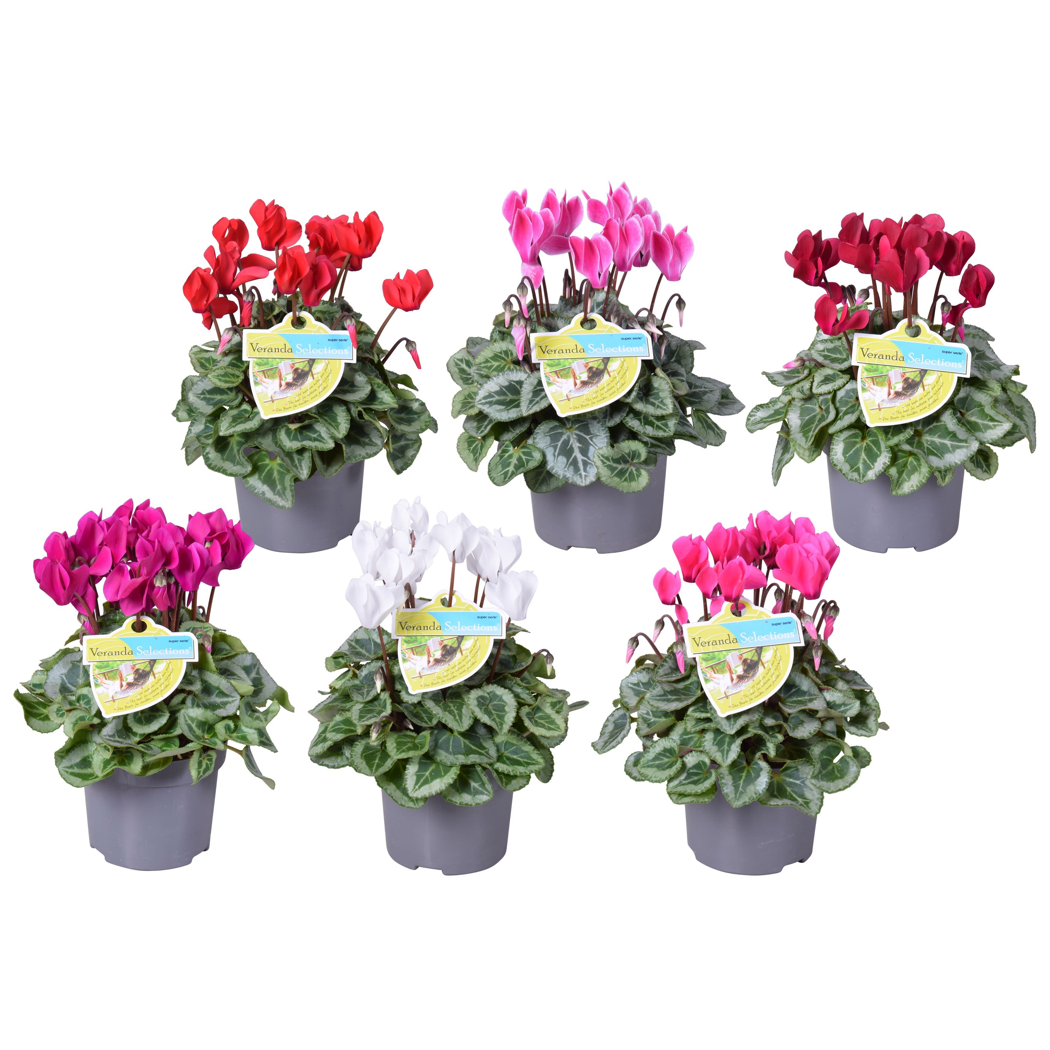 Cyclaam patio Veranda, D 10,5