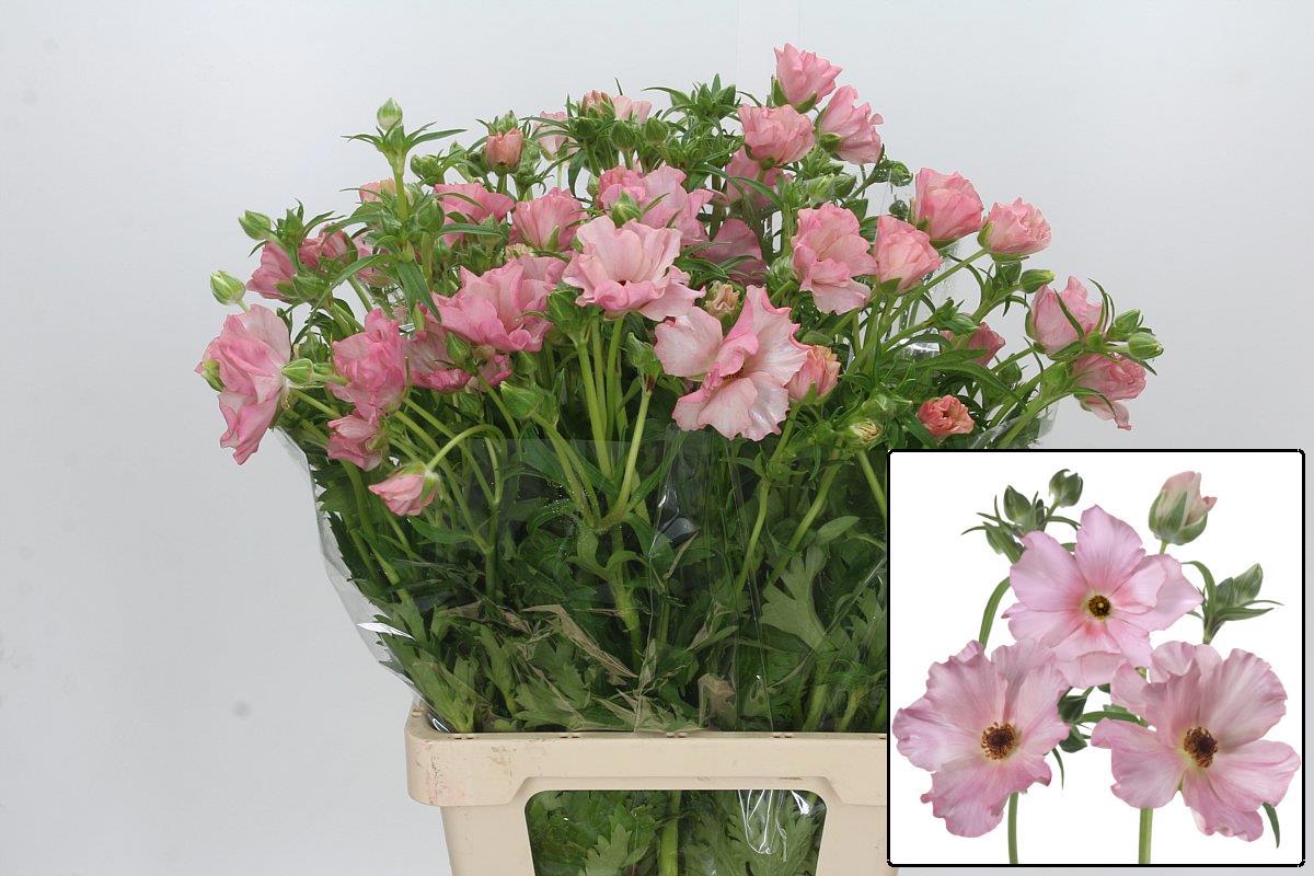 Ранункулус Баттерфлай Исис 60 (светло-роз.), шт.