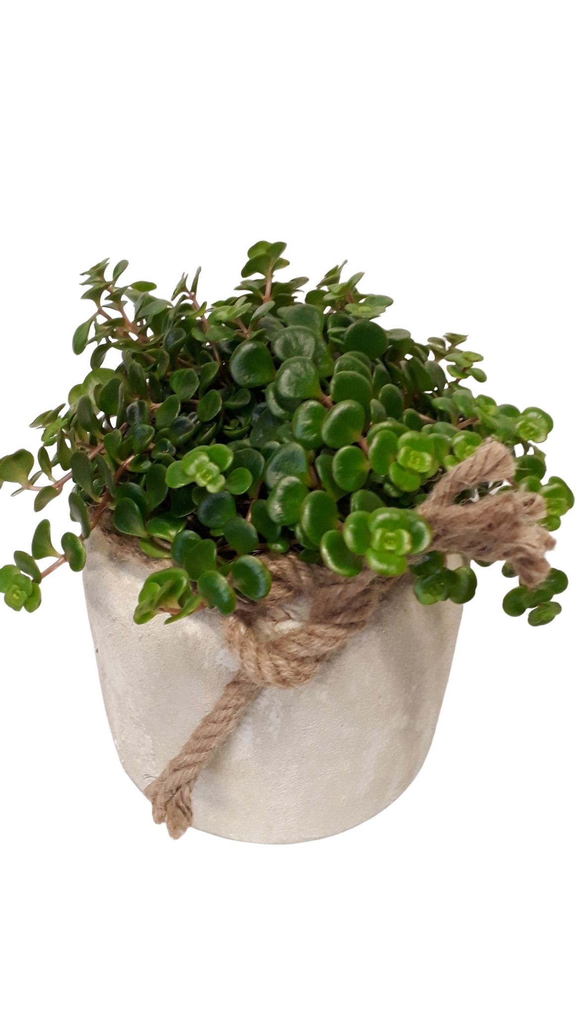 RWP16TOR Rude White Pot Sedum Tornado, D 16