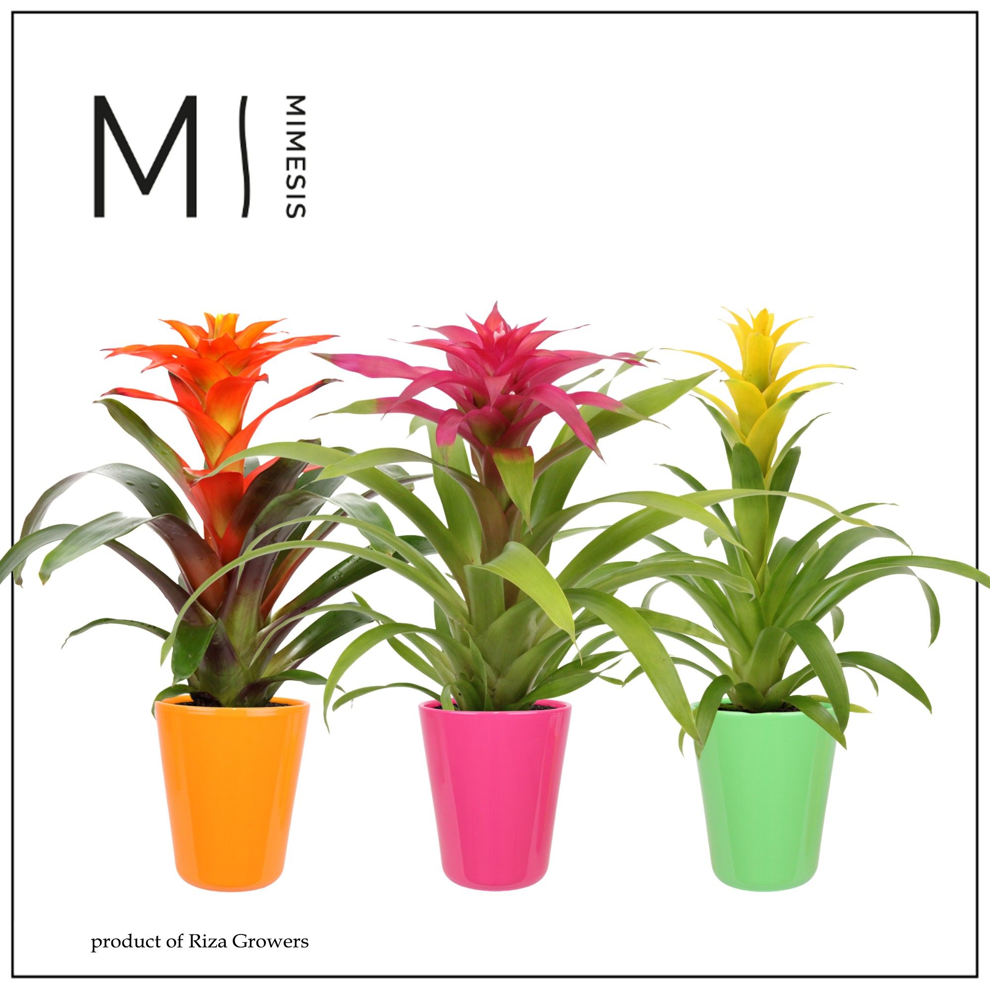 Guzmania Cupcake - 13cm in Florence | Mimesis, D 12