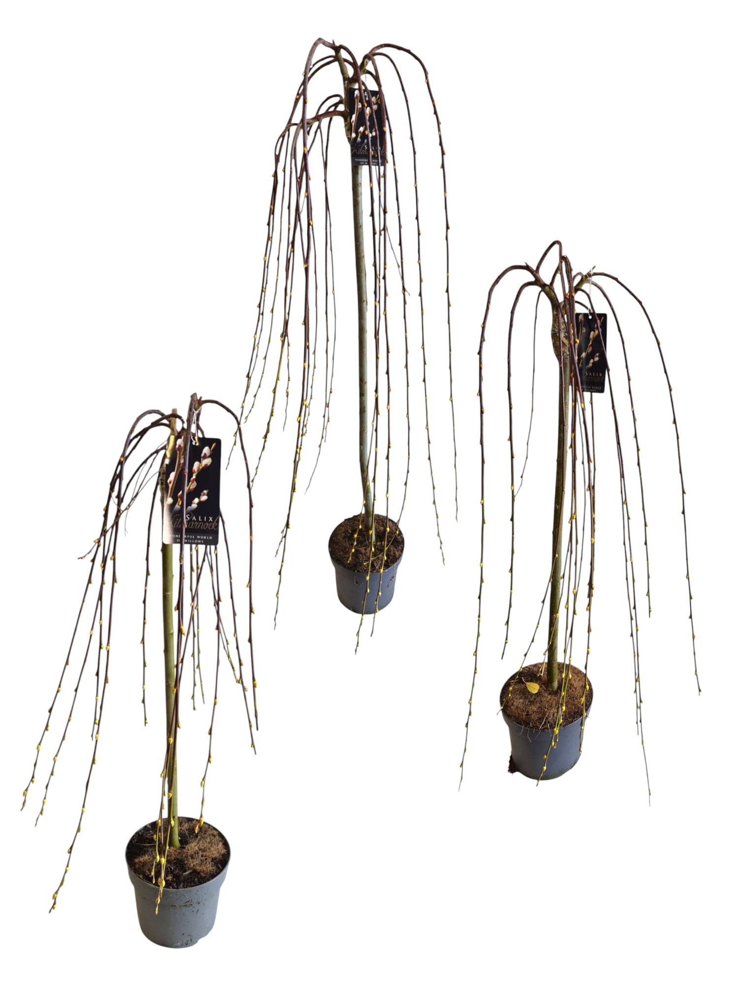 Salix caprea 'Kilmarnock' Mix CC - 3 maten, D 23