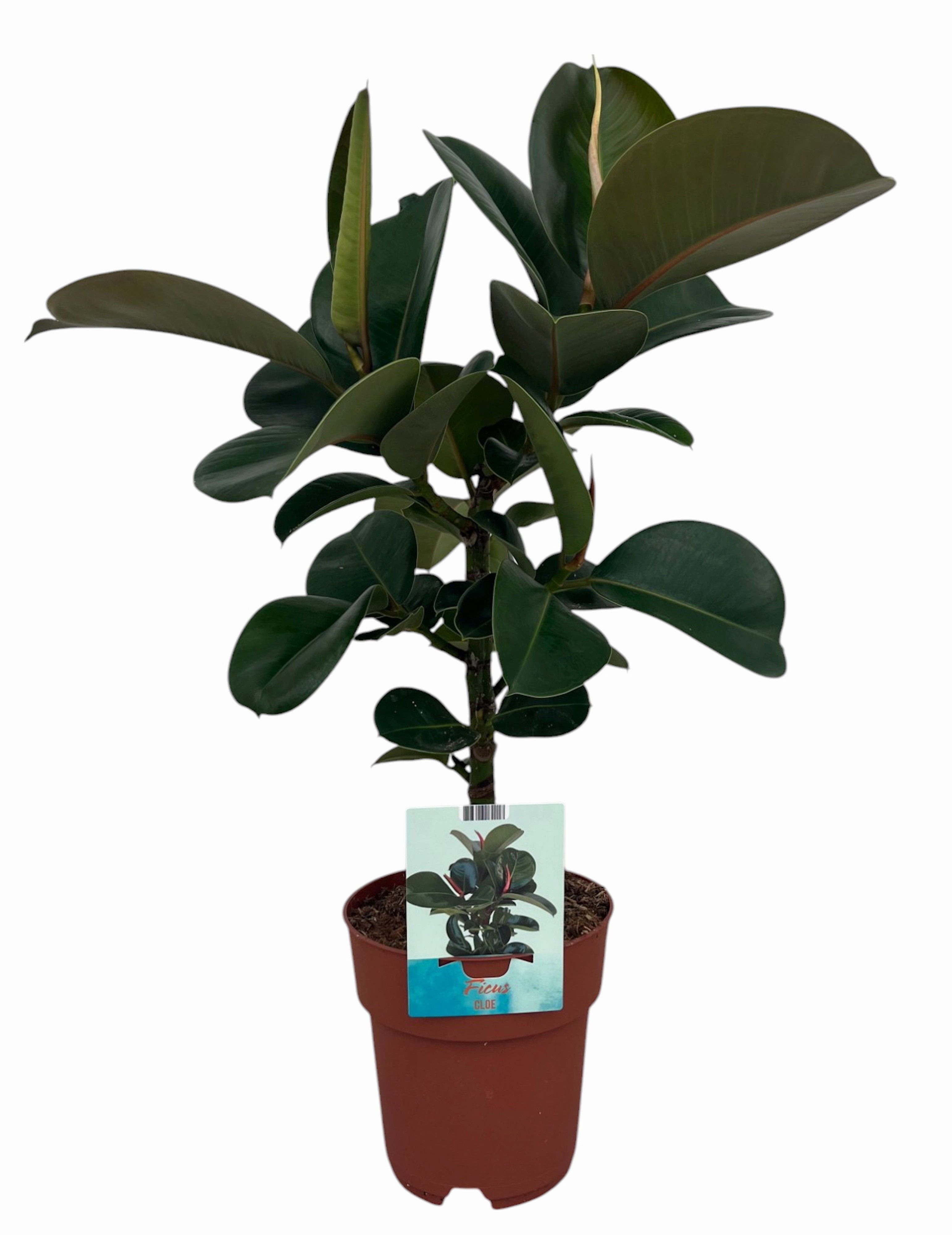 Ficus elastica Cloe (Peat Free / Veenvrij), D 19