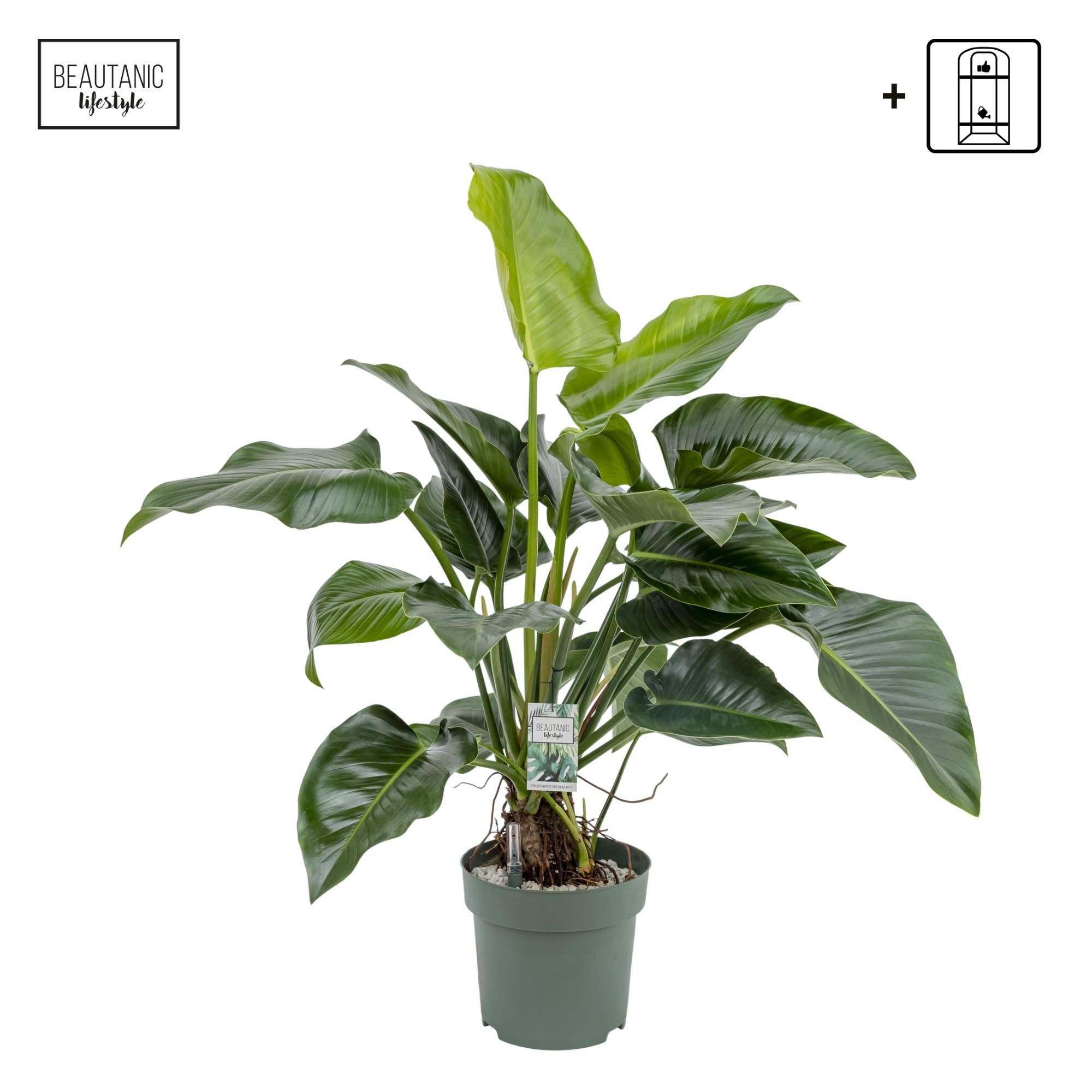 Philodendron Green Beauty, D 30