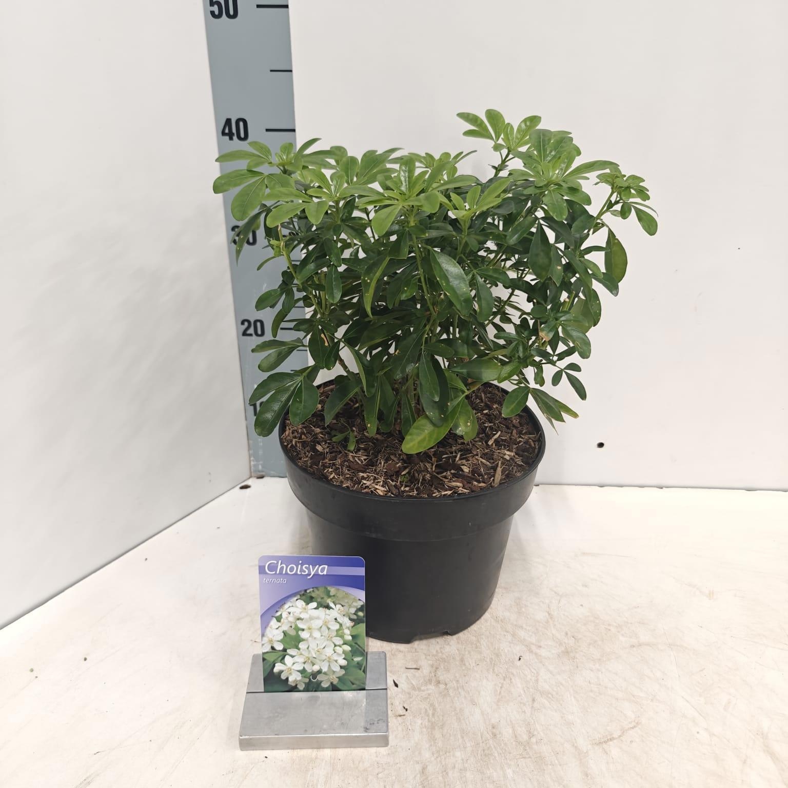 Choisya ternata, D 23