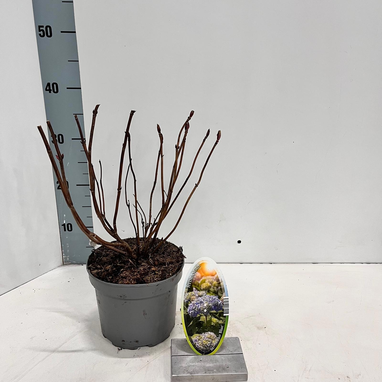 Hydrangea macr. 'Nikko Blue', D 17