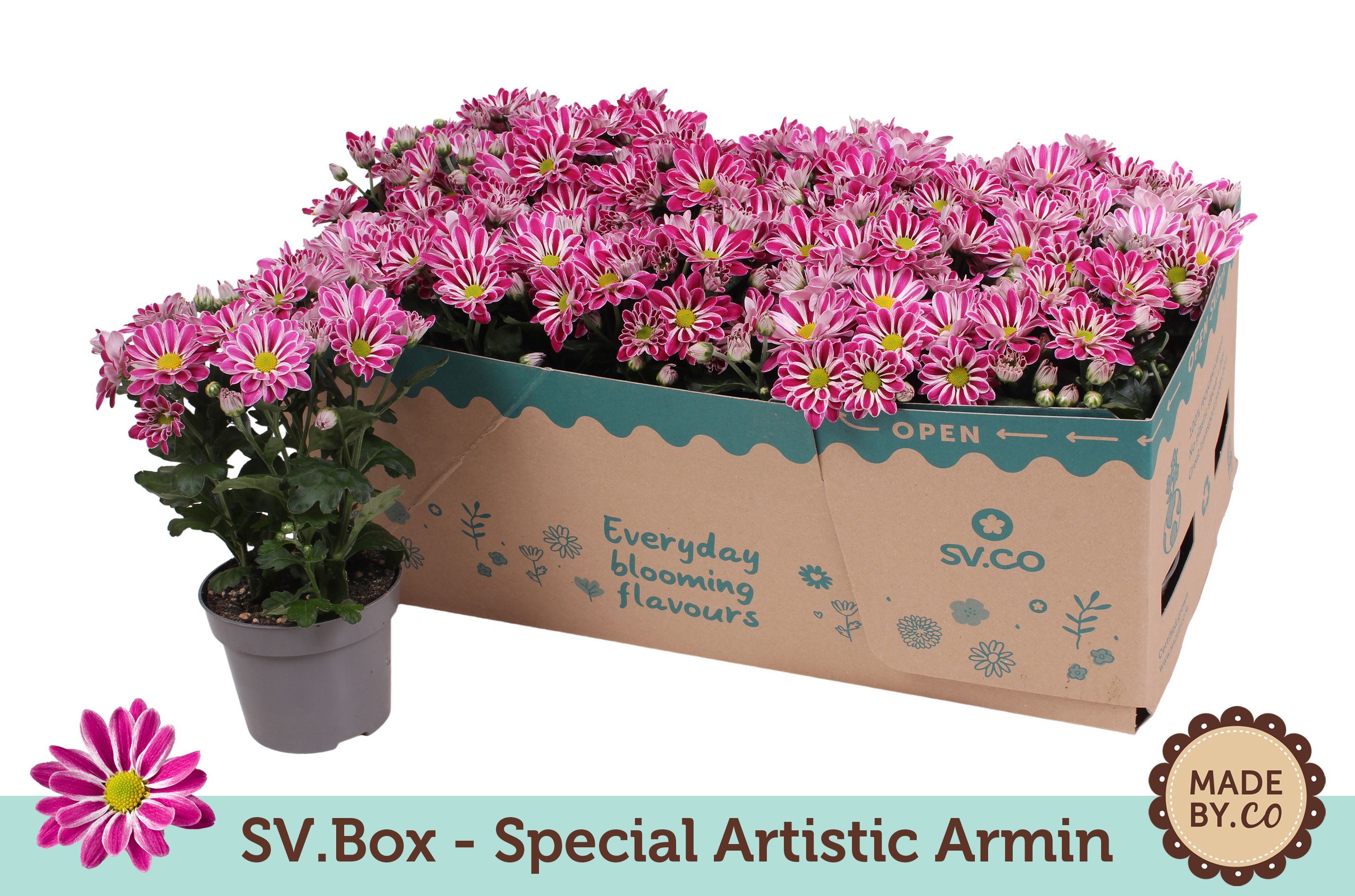 Chrysant Special Artist Armin in SV.Box, D 12