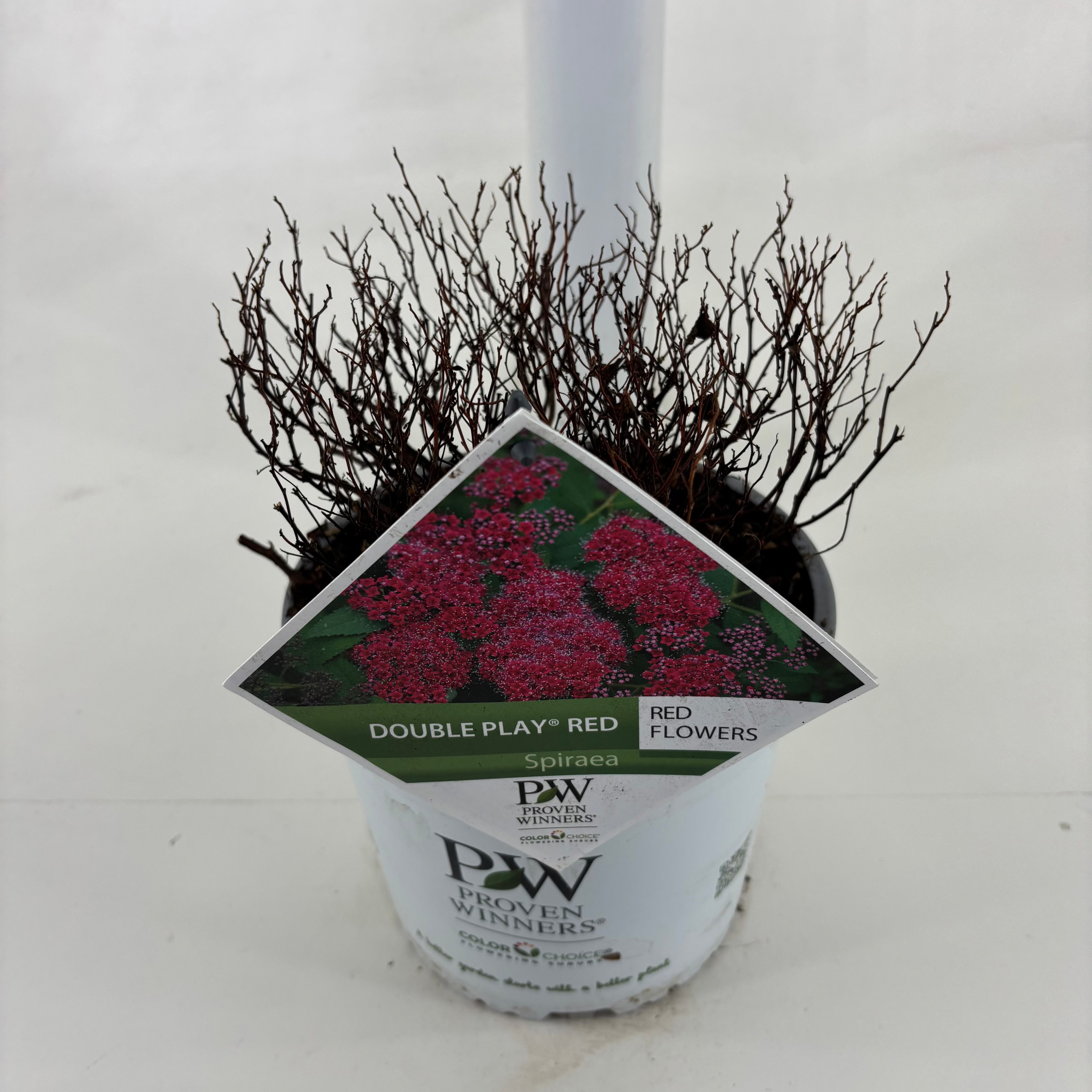 Spiraea Double Play ® Red, D 19