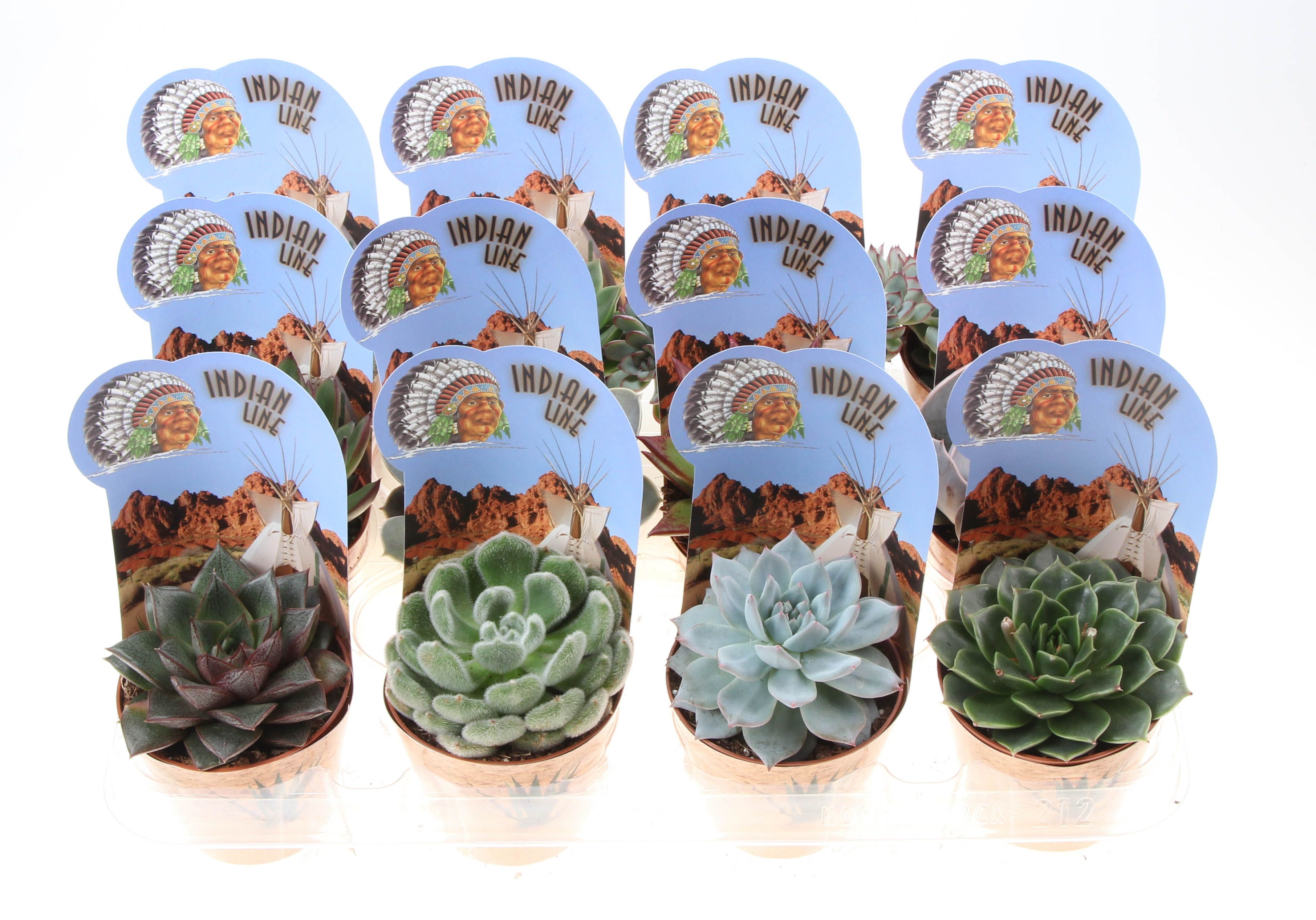 Potcover indian line echeveria mix, D 8,5