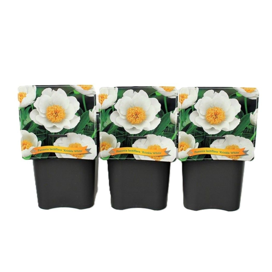 Paeonia Lactiflora 'Krinkled White' C5, D 21