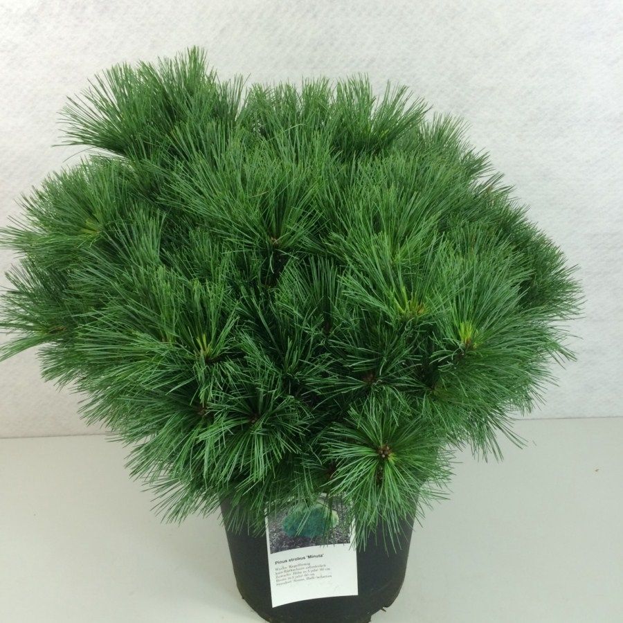 Pinus strobus 'Minuta', D 29